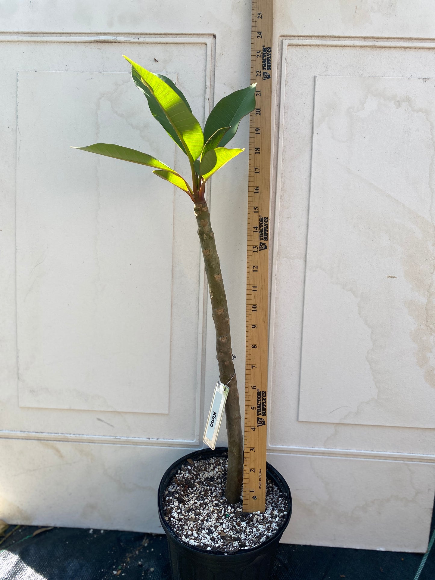 Kimo Plumeria Rooted cutting