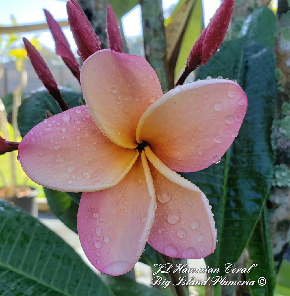 JL Hawaiian Coral rooted cutting