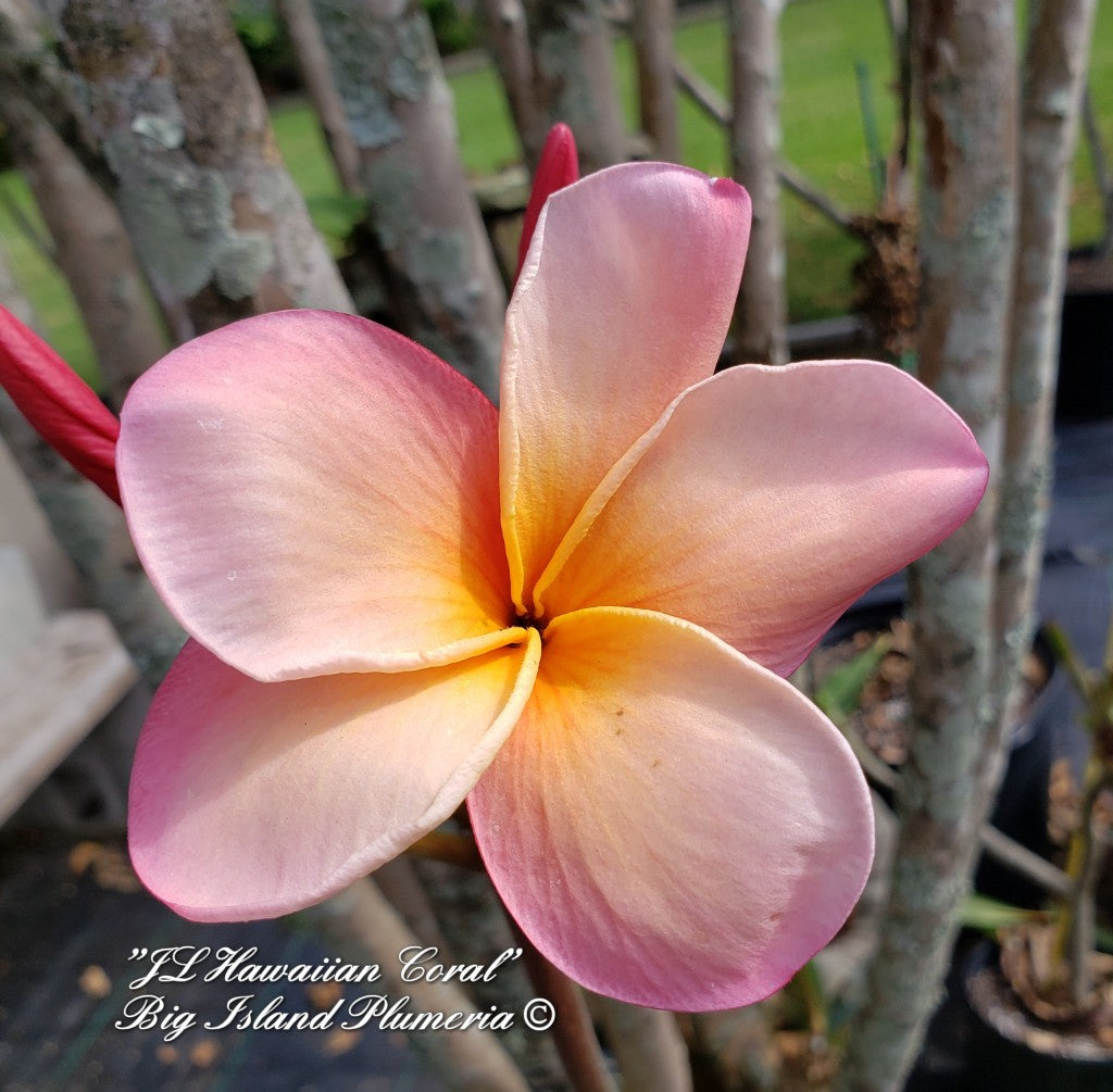 JL Hawaiian Coral rooted cutting