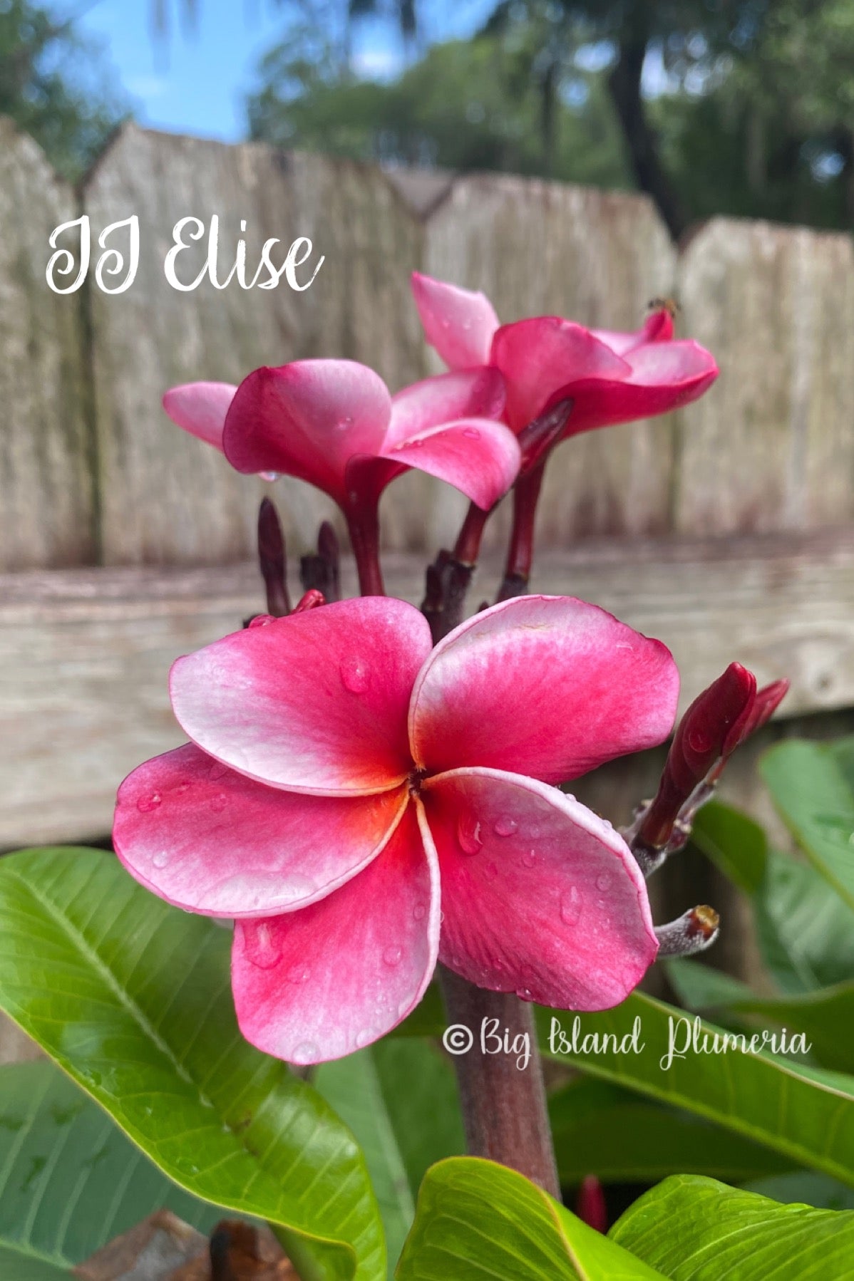JJ Elsie Plumeria Rooted cutting