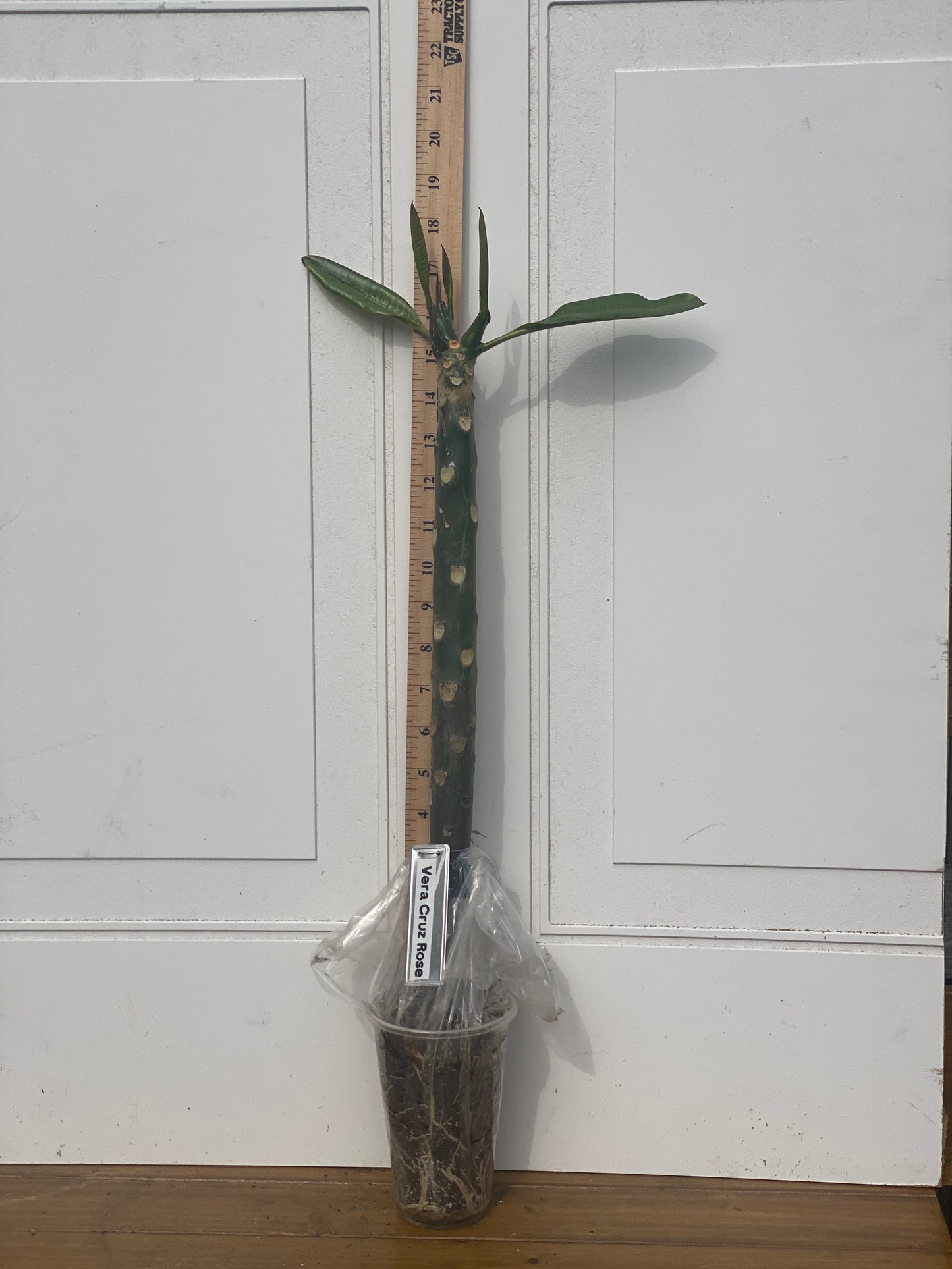 Vera Cruz Rose Plumeria Rooted cutting