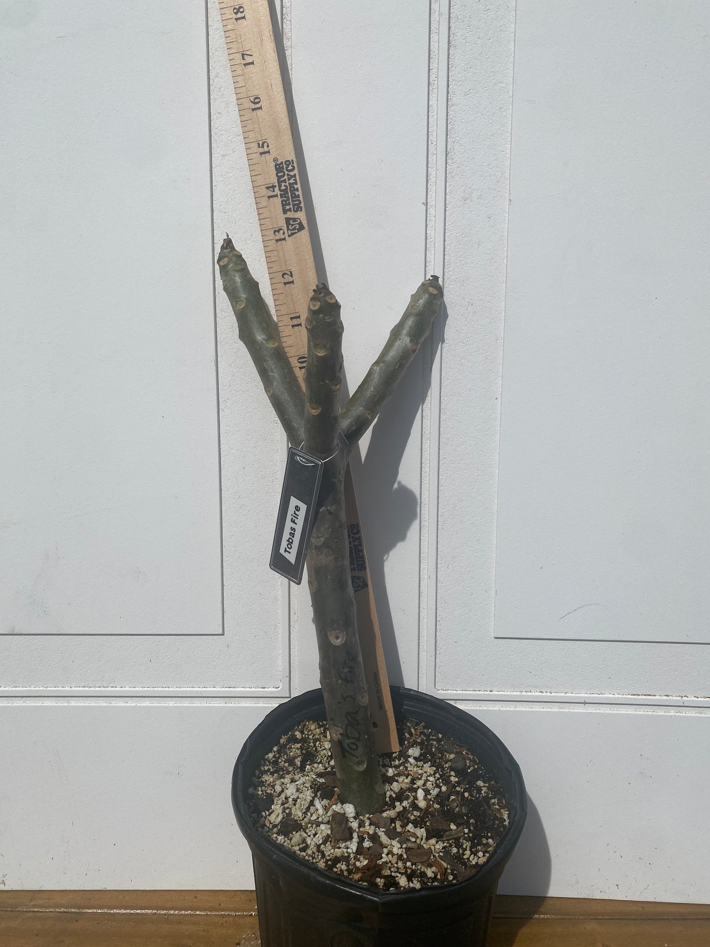 Toba's Fire Plumeria Rooted cutting