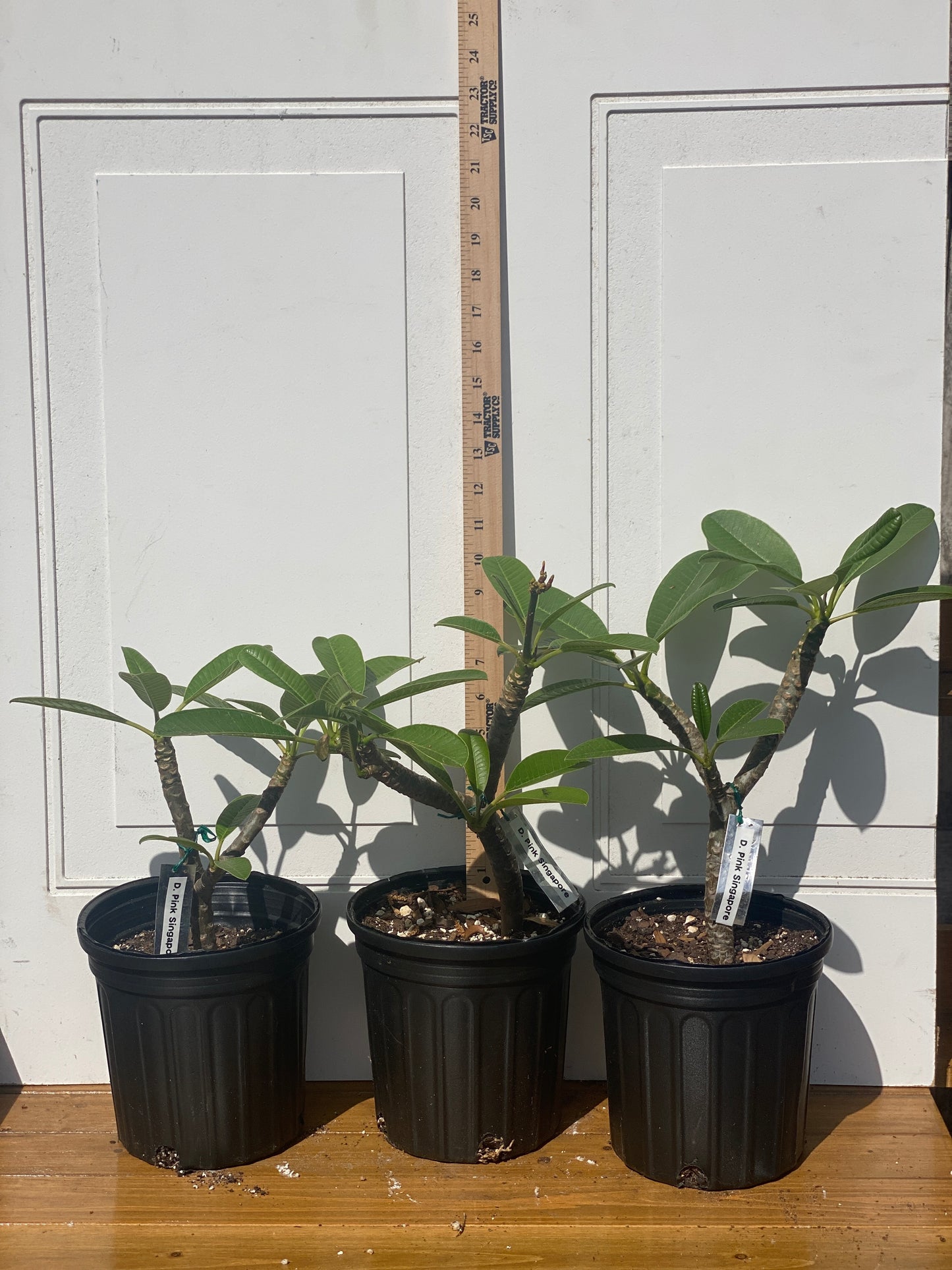 Dwarf Pink Singapore Plumeria Rooted cutting