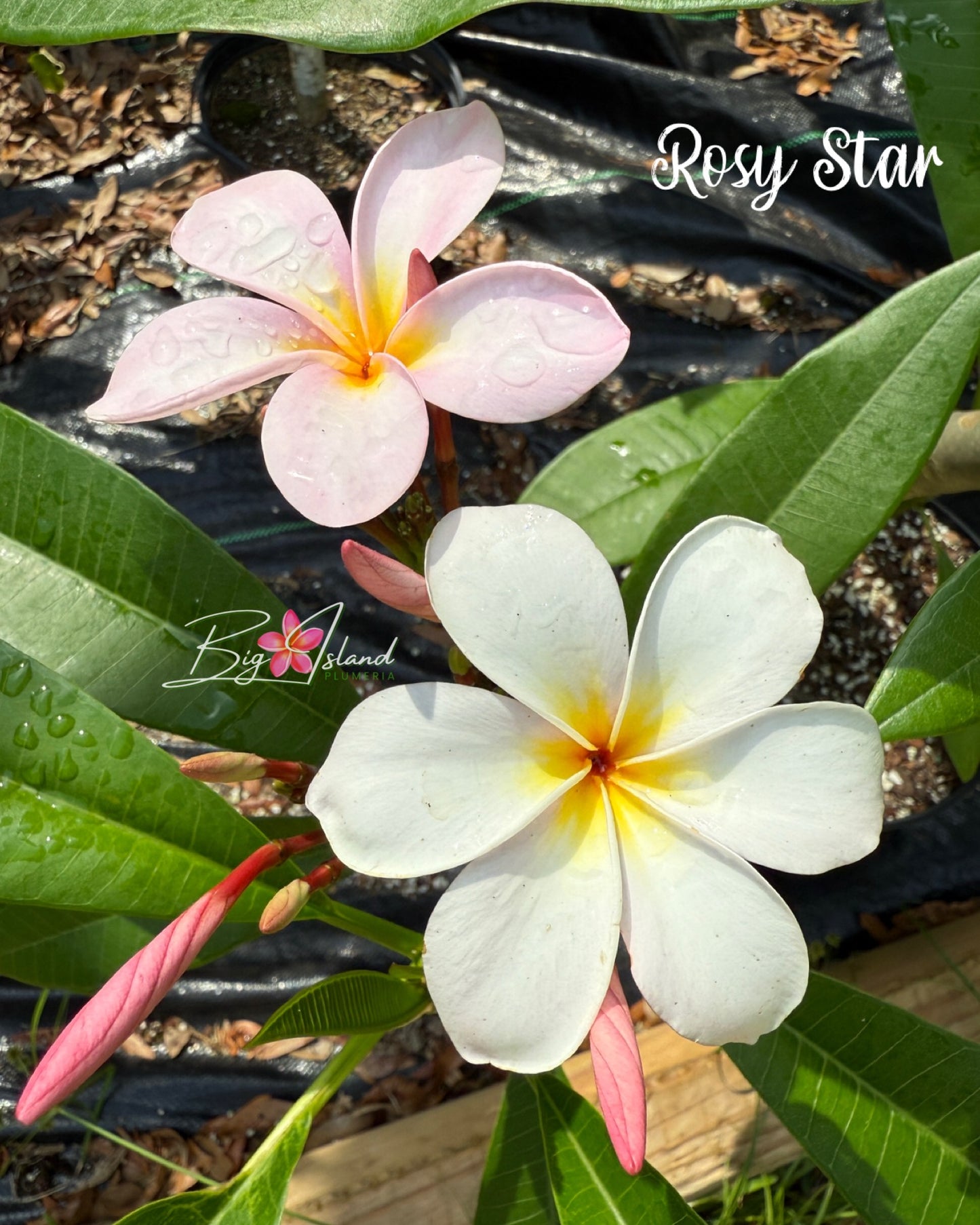 Rosy Star Plumeria Rooted cutting (LOCAL)
