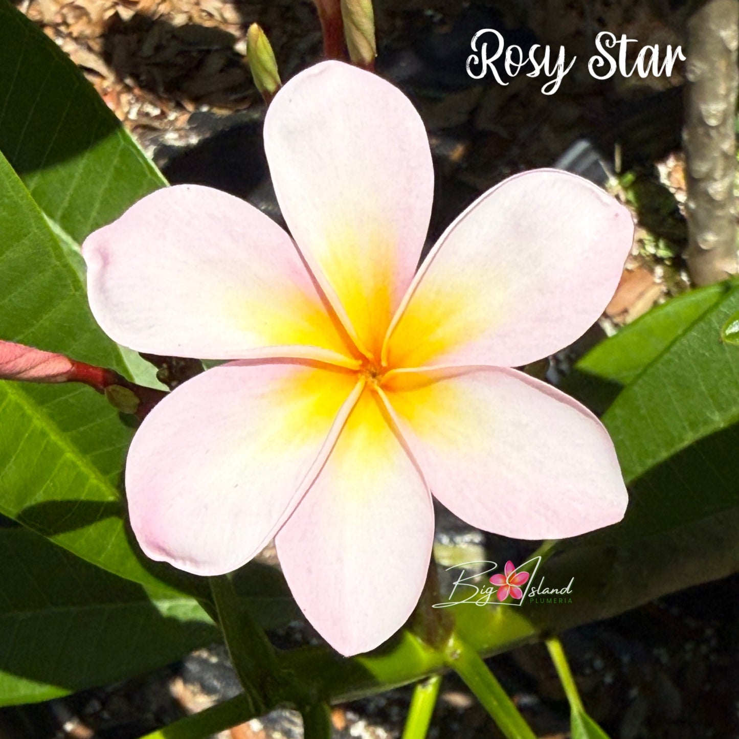 Rosy Star Plumeria Rooted cutting (LOCAL)
