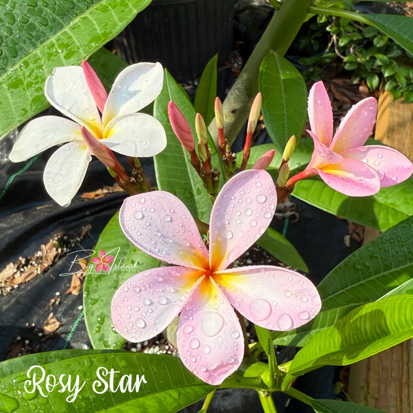 Rosy Star Plumeria Rooted cutting (LOCAL)