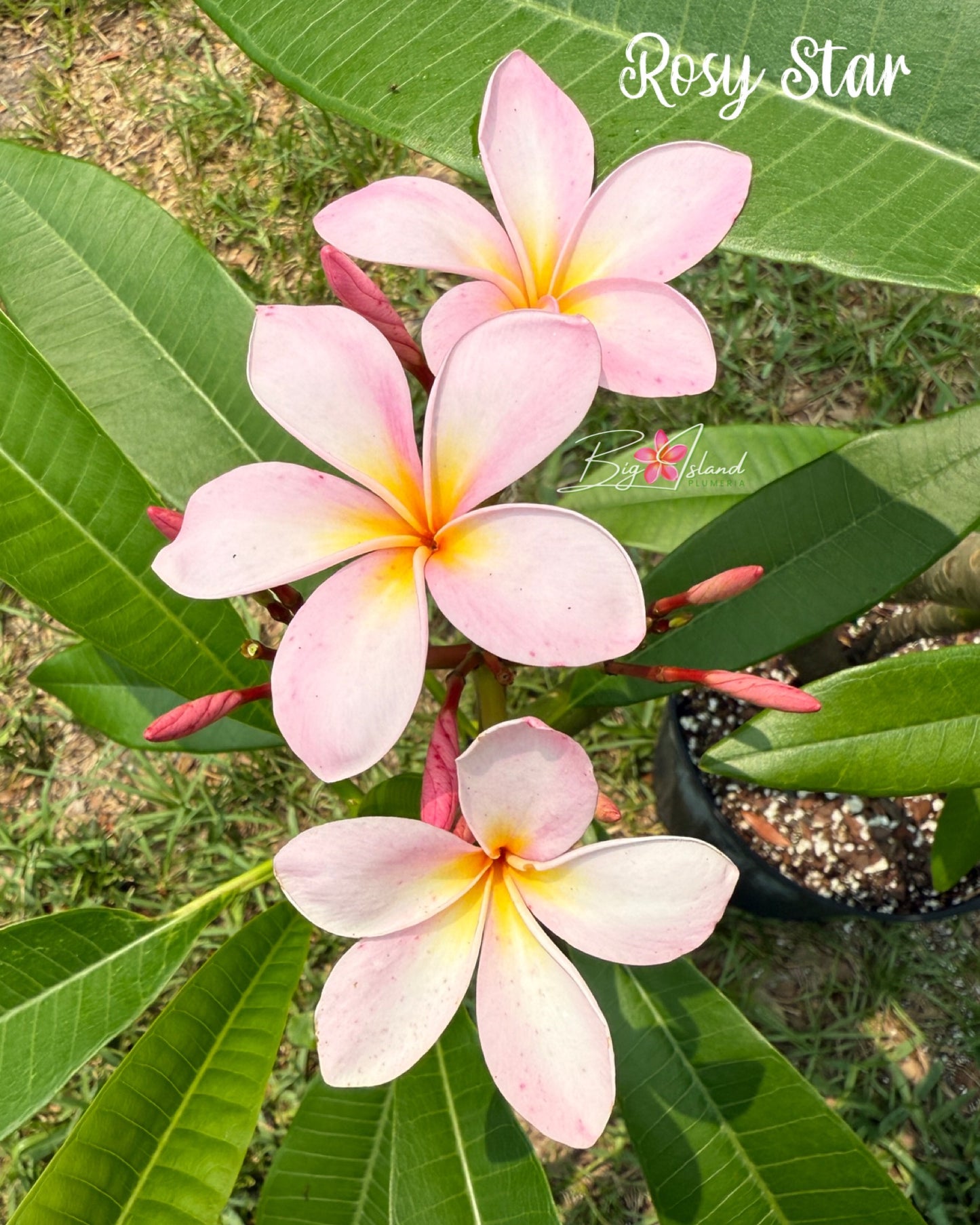 Rosy Star Plumeria Rooted cutting (LOCAL)
