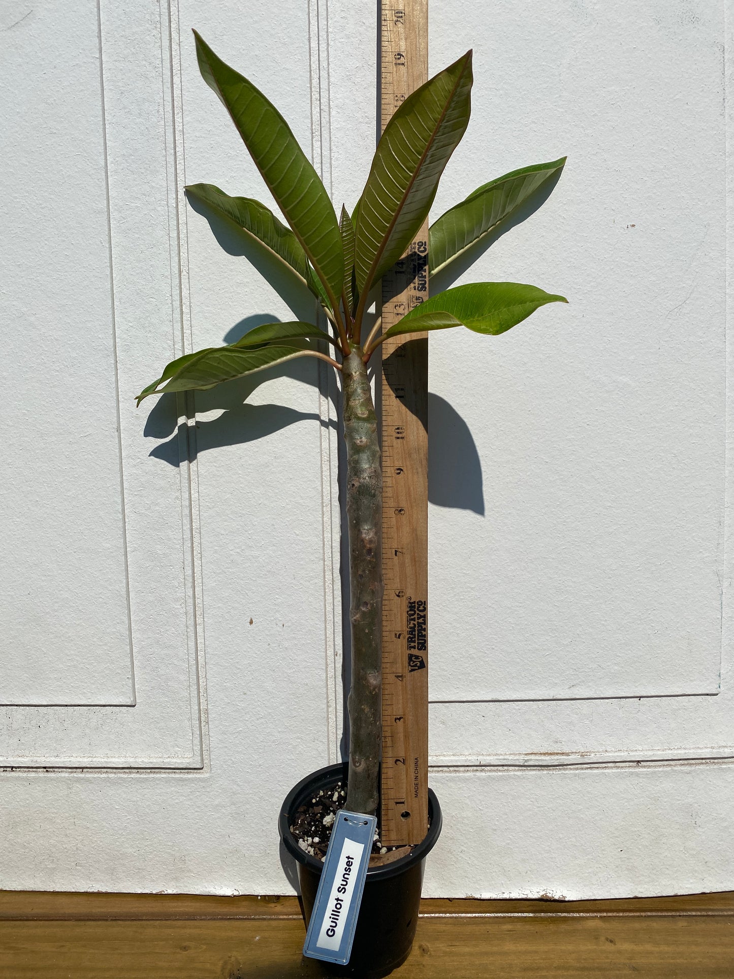 Gulliot Sunset Plumeria Rooted cutting