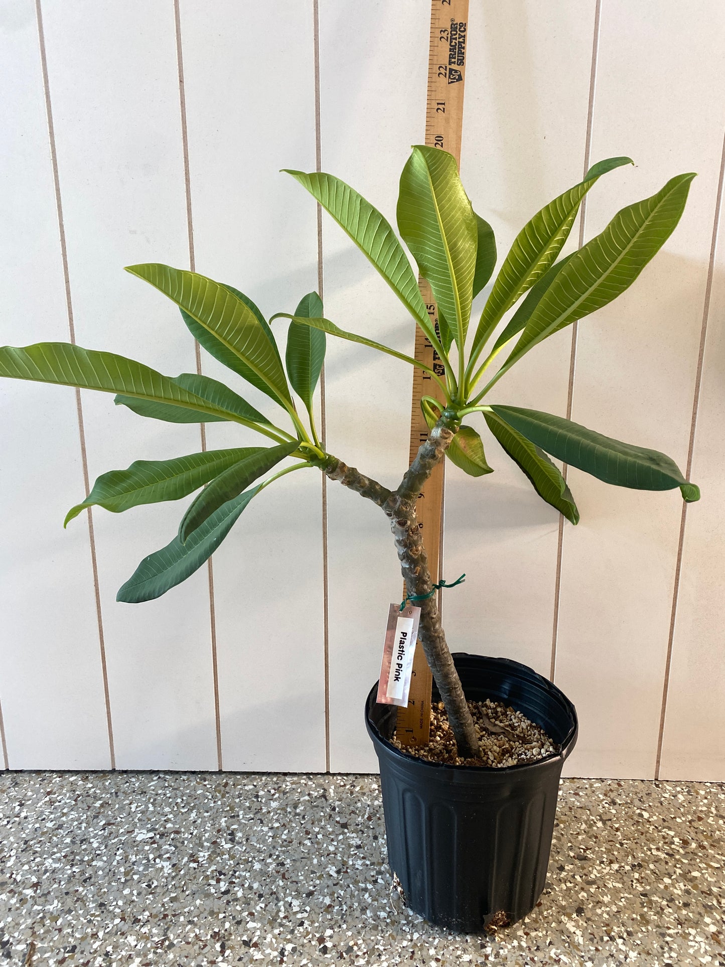 Plastic Pink Plumeria (Royal Hawaiian) Rooted cutting