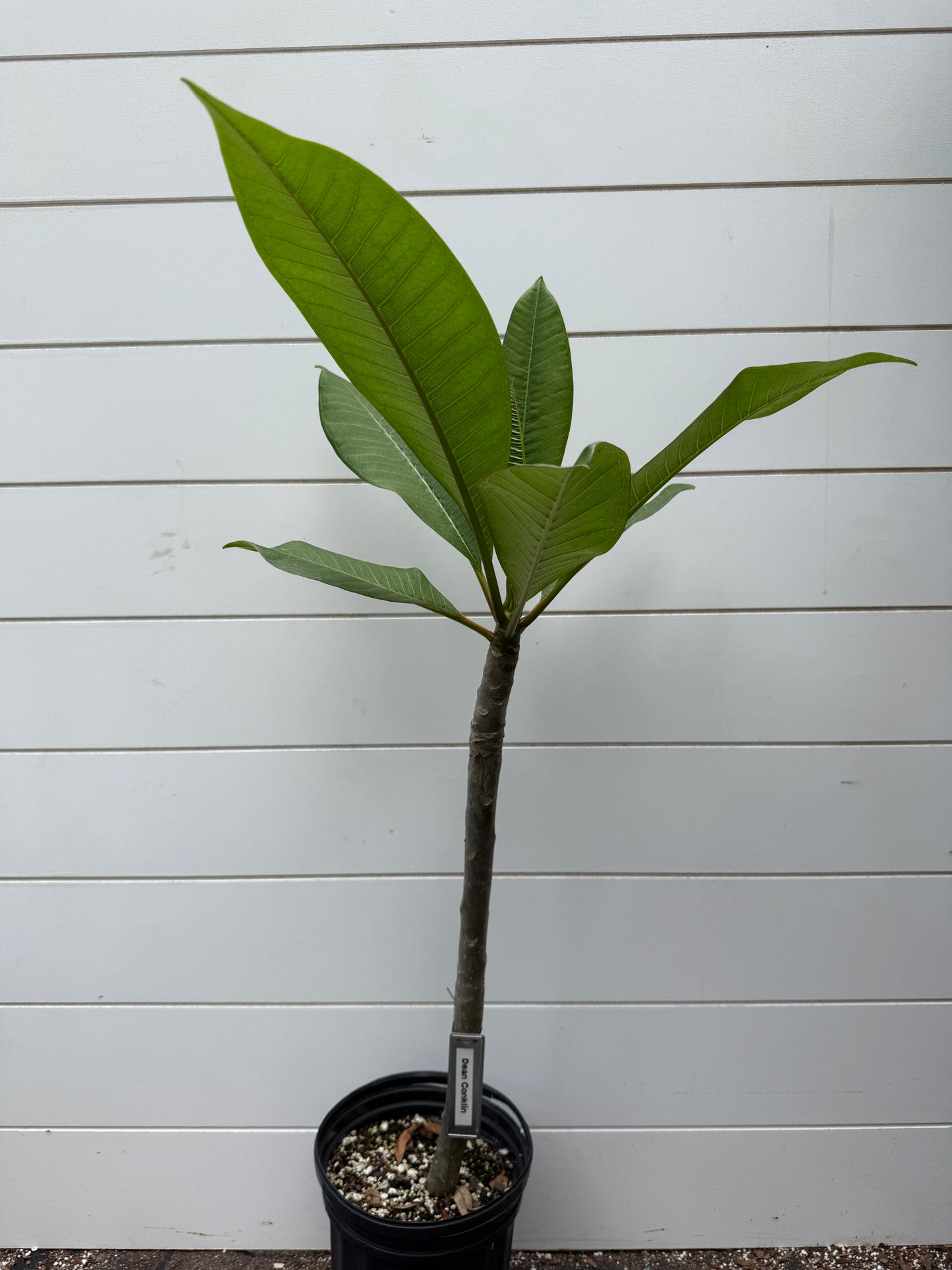 Dean Conklin Plumeria Rooted cutting