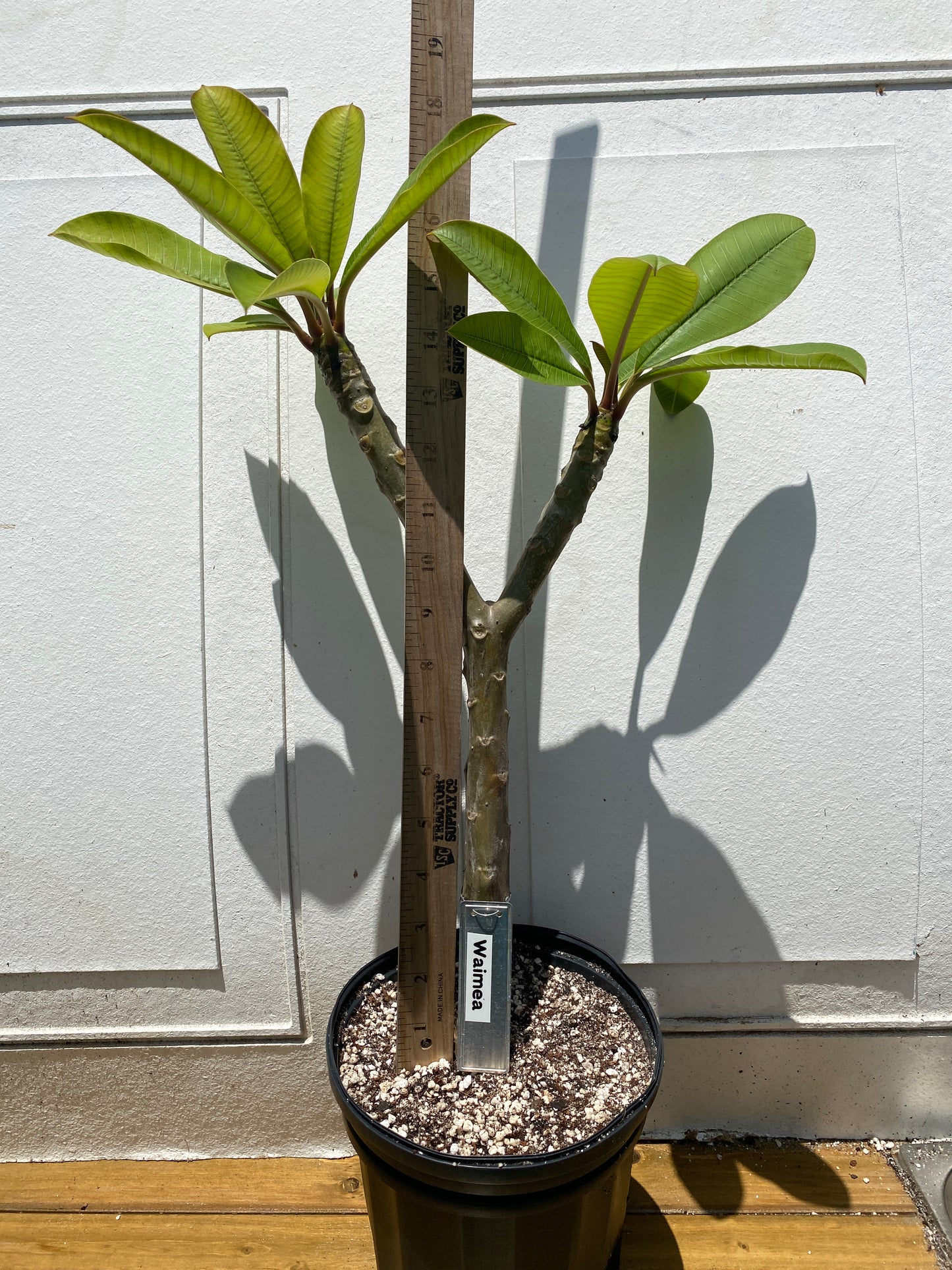 Waimea Plumeria Rooted cutting