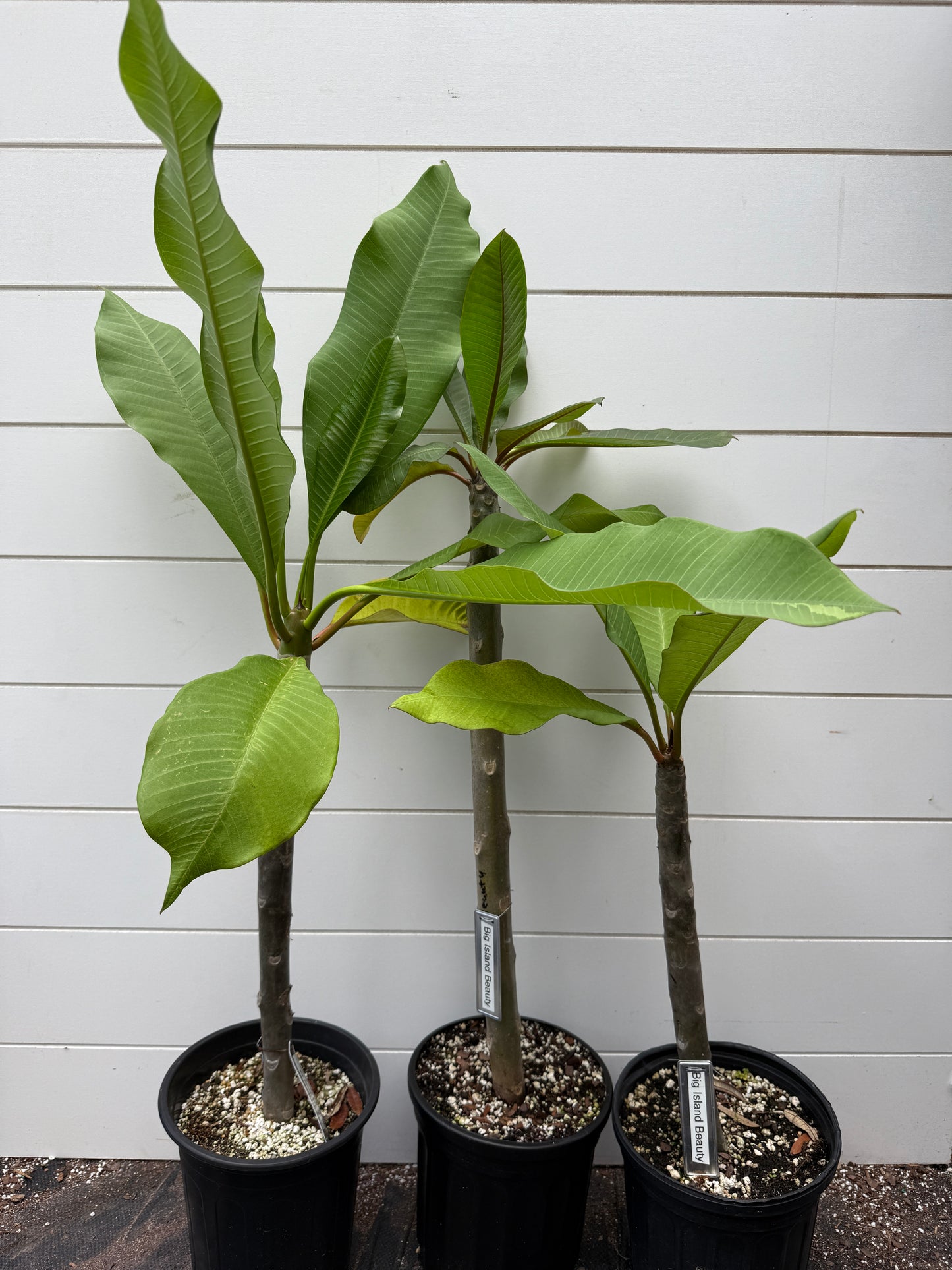 Big Island Beauty Plumeria rooted cutting