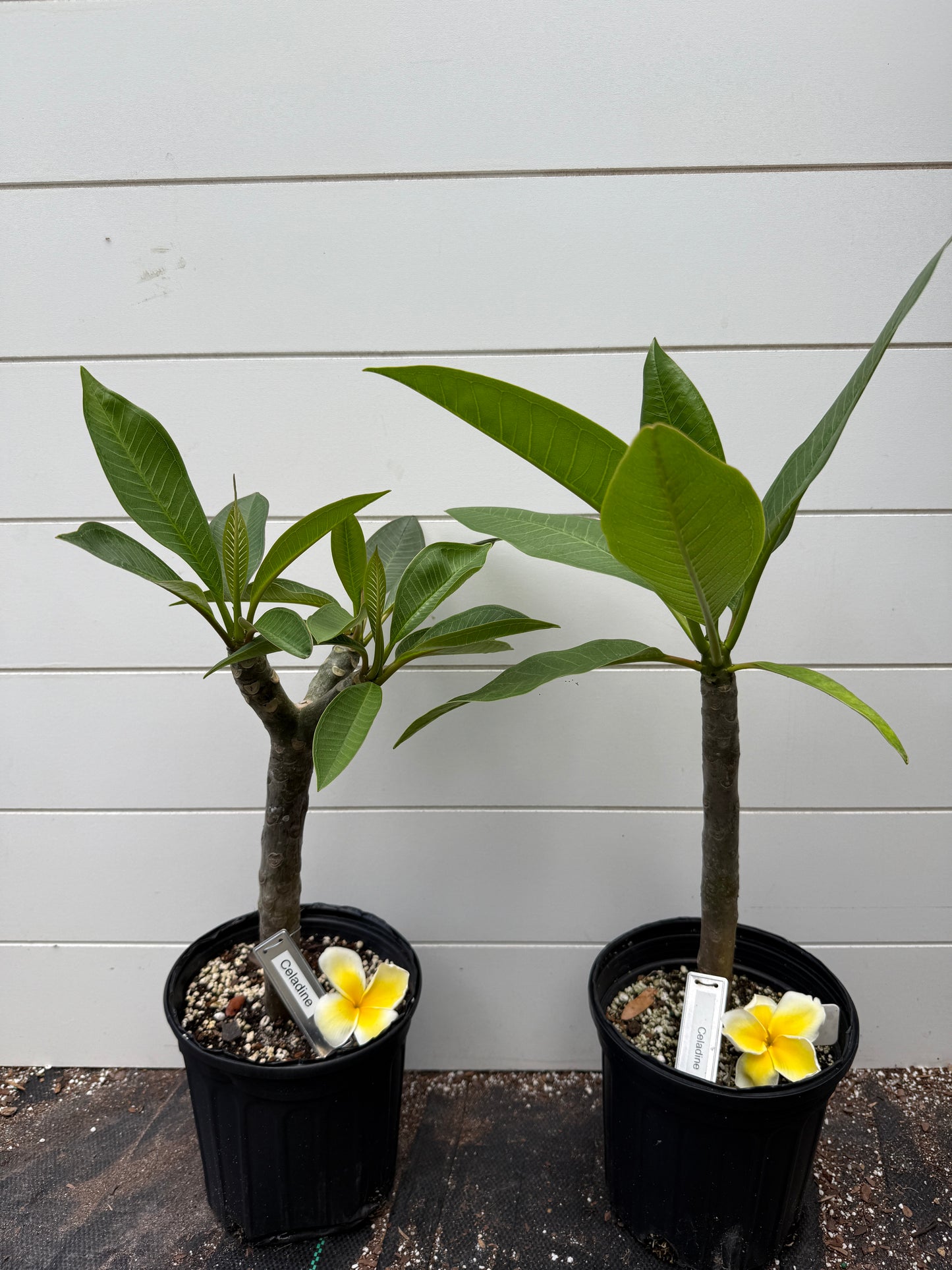 Celadine Plumeria Rooted cutting