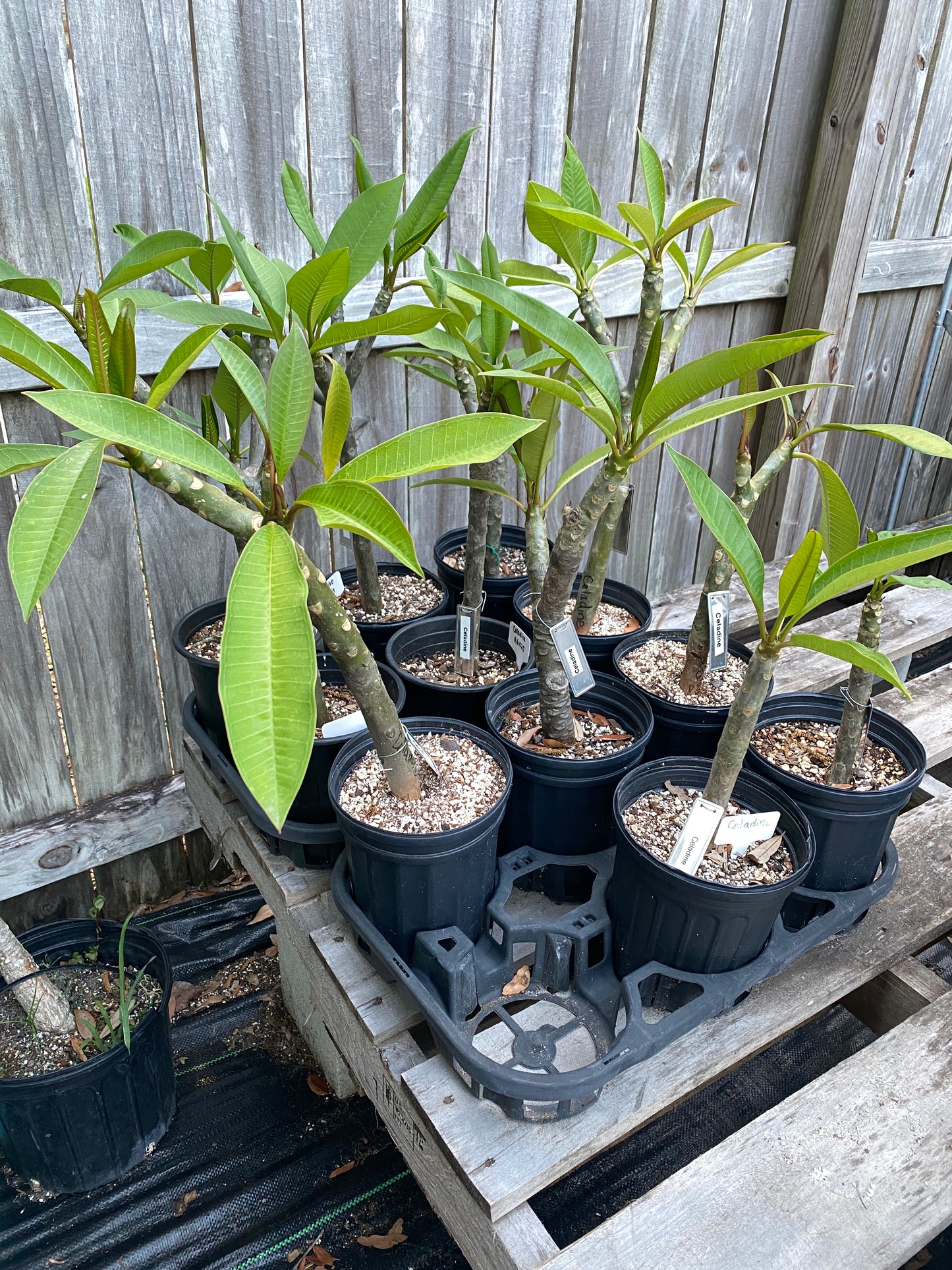 Celadine Plumeria Rooted cutting