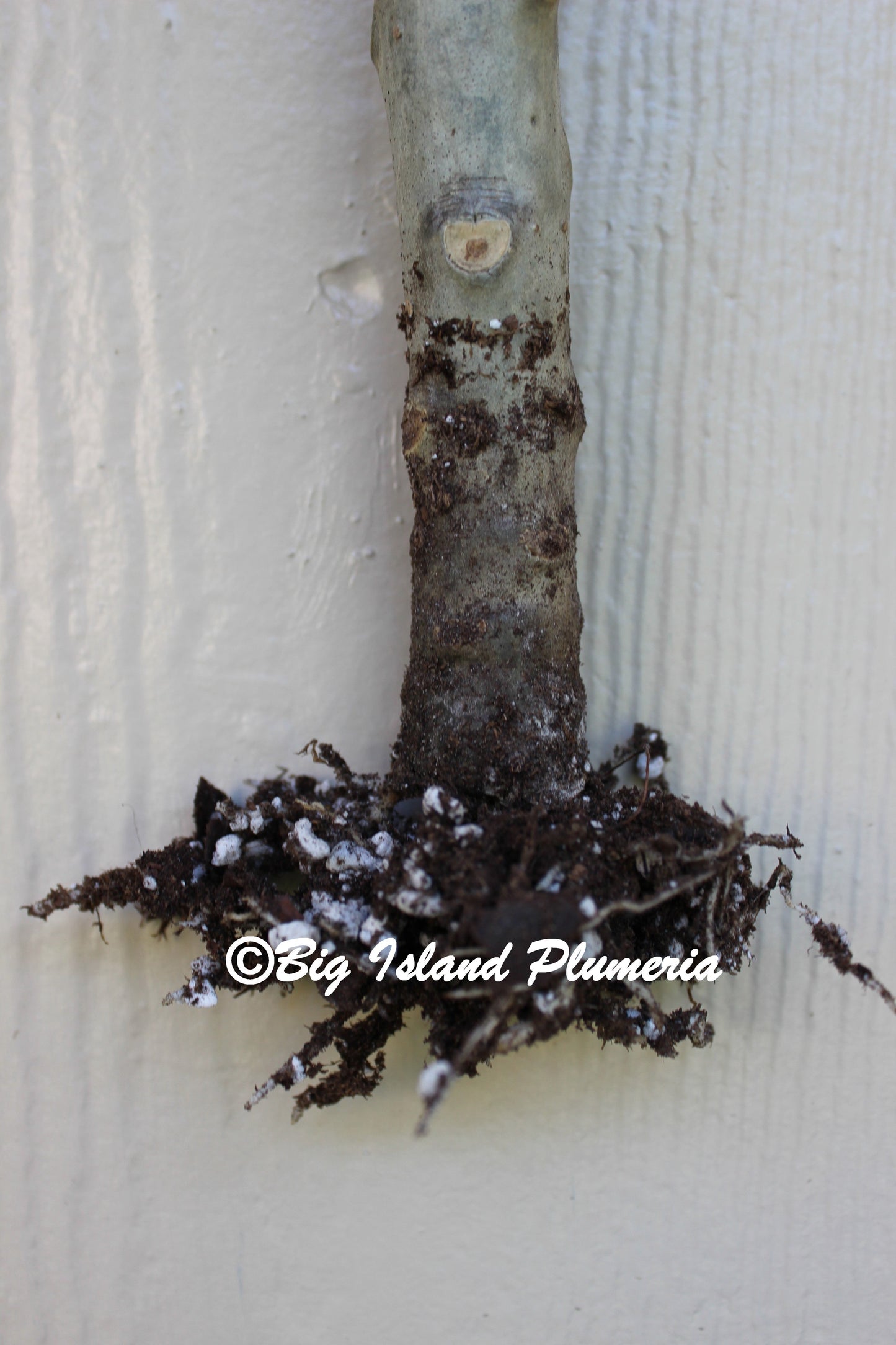 JJ Elsie Plumeria Rooted cutting