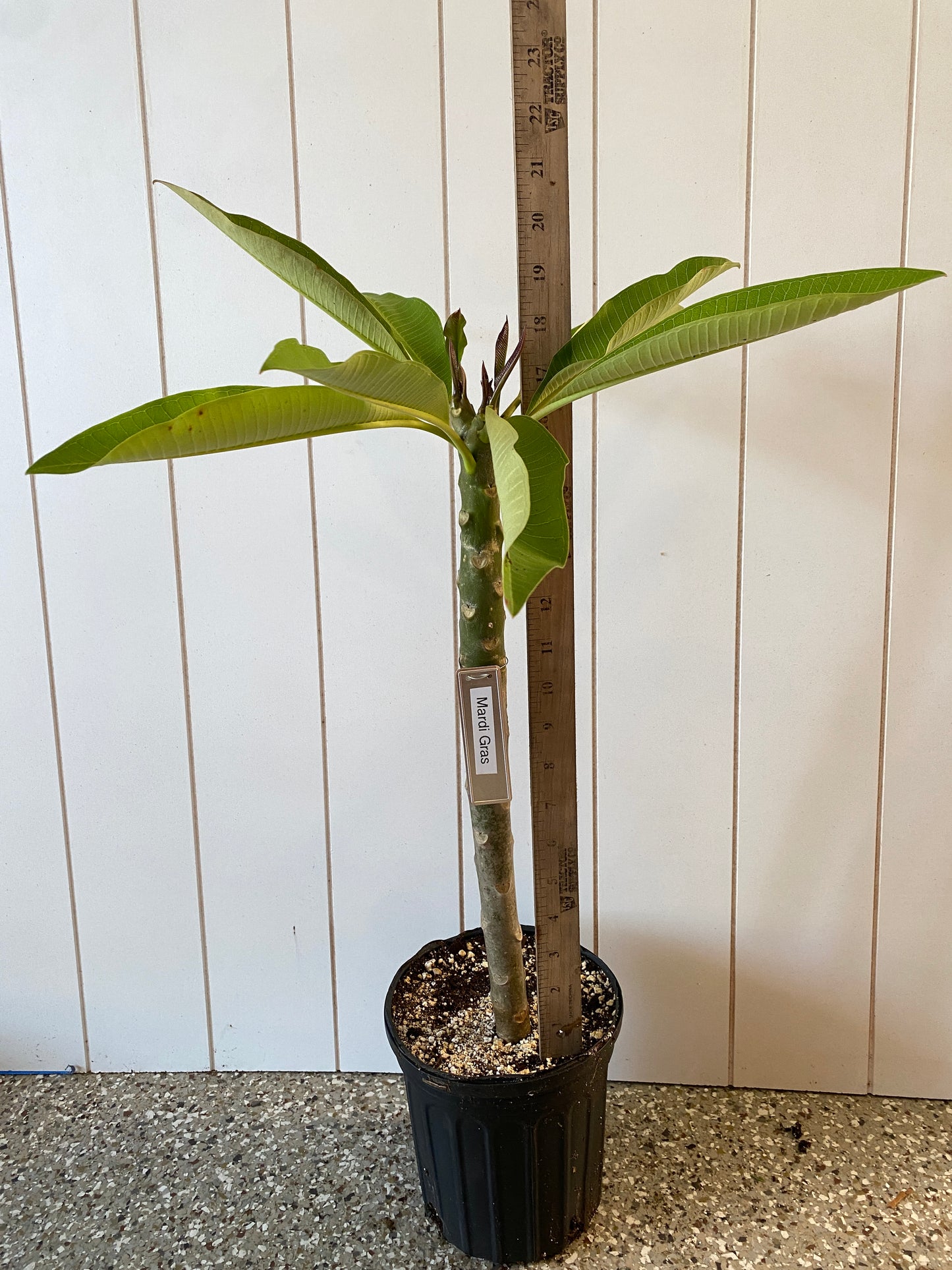 Mardi Gras Plumeria Rooted cutting