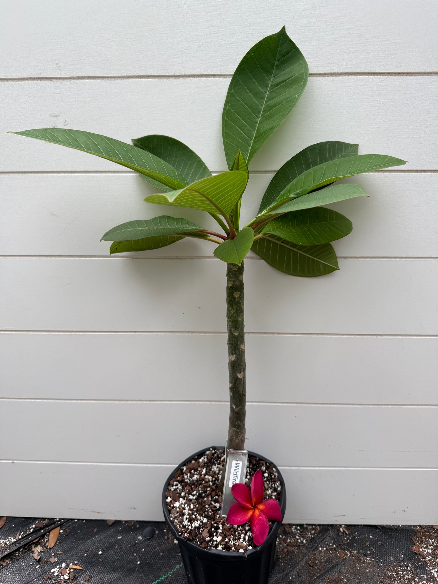 Wildfire Plumeria Rooted cutting