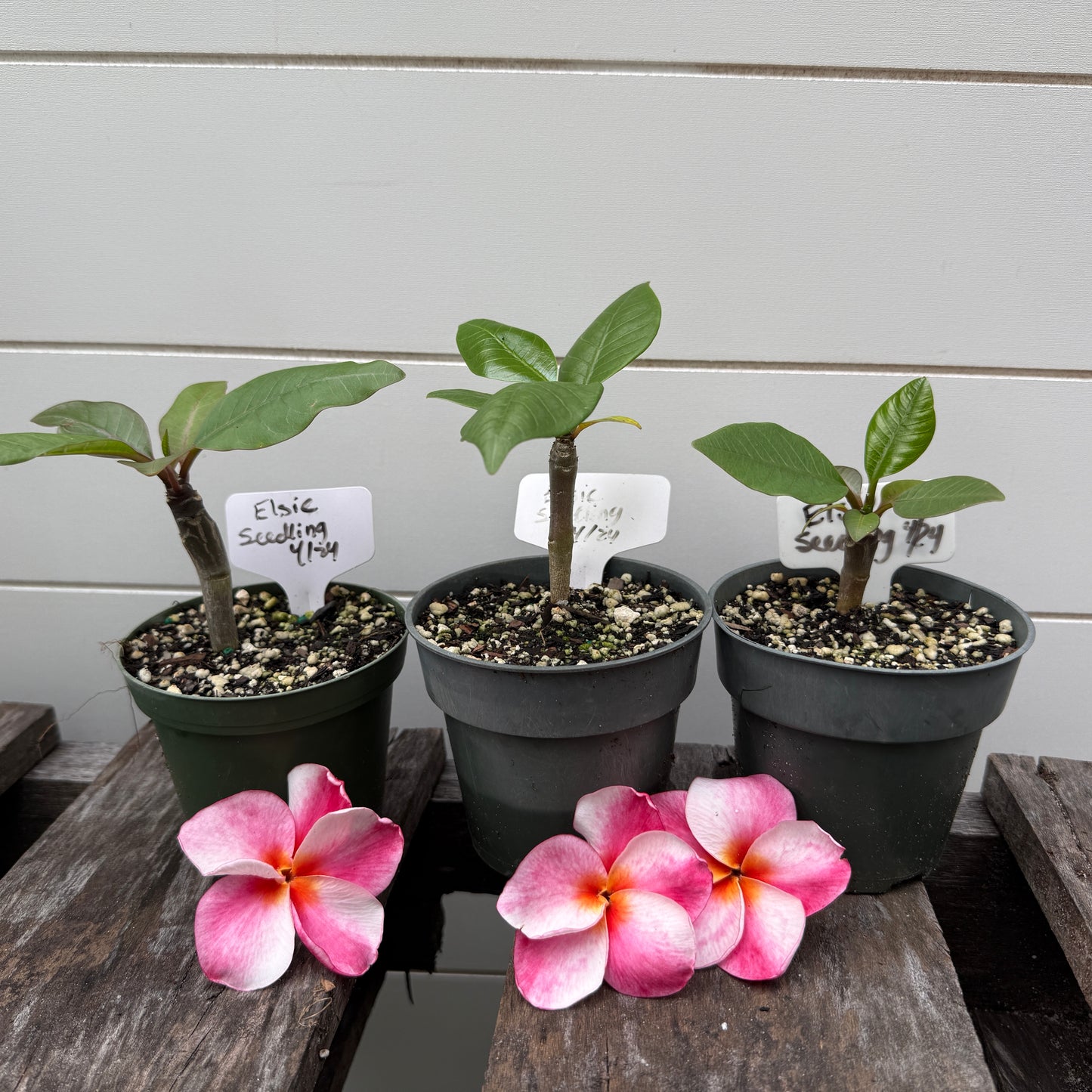 Plumeria 1-year Seedlings - Make your own Pack!