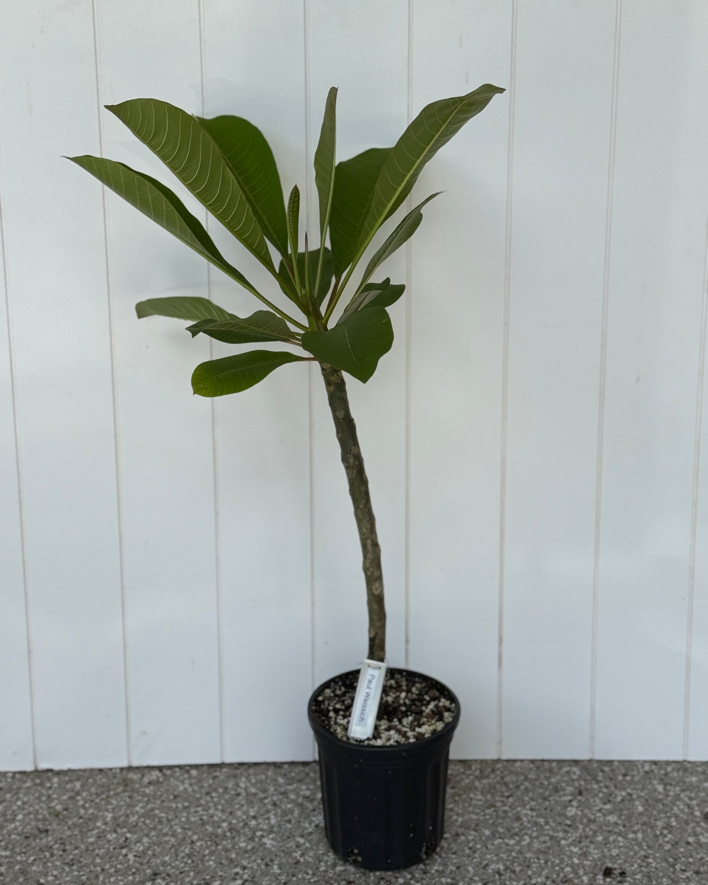 Paul Weissich Plumeria Rooted cutting