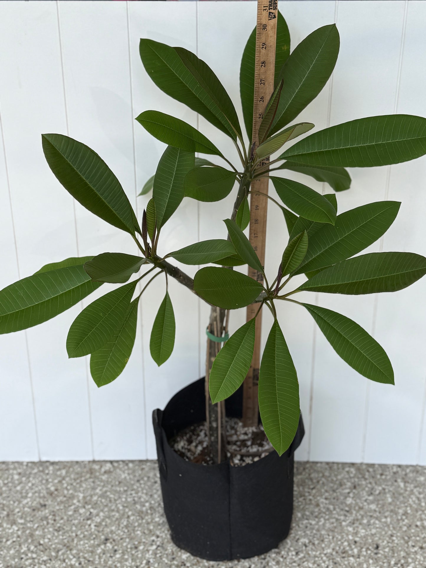 Hilo Beauty Plumeria Tree (LOCAL)