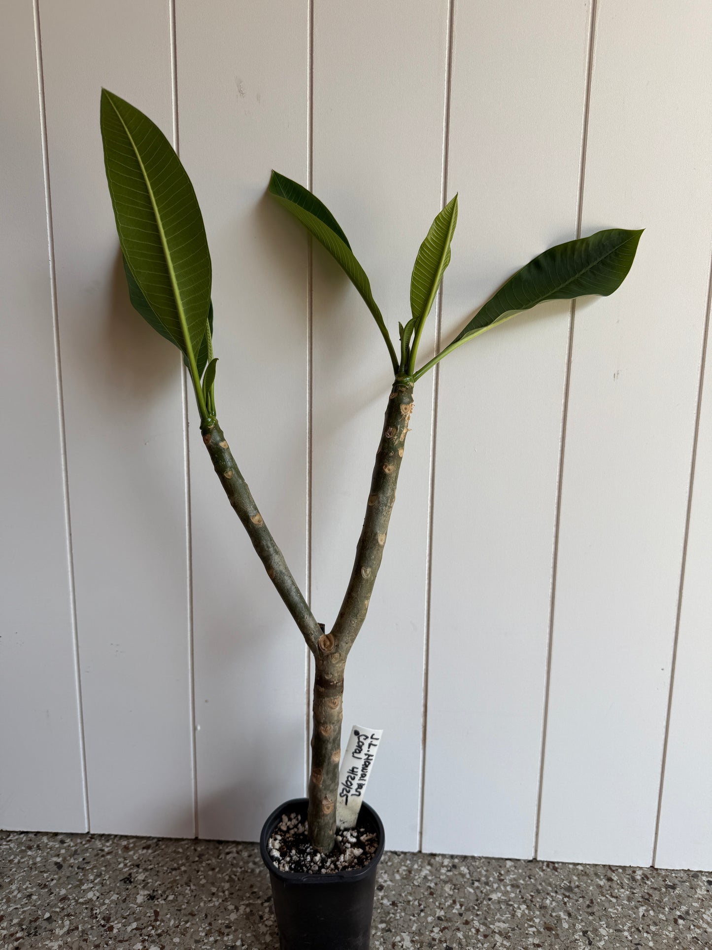 JL Hawaiian Coral rooted cutting