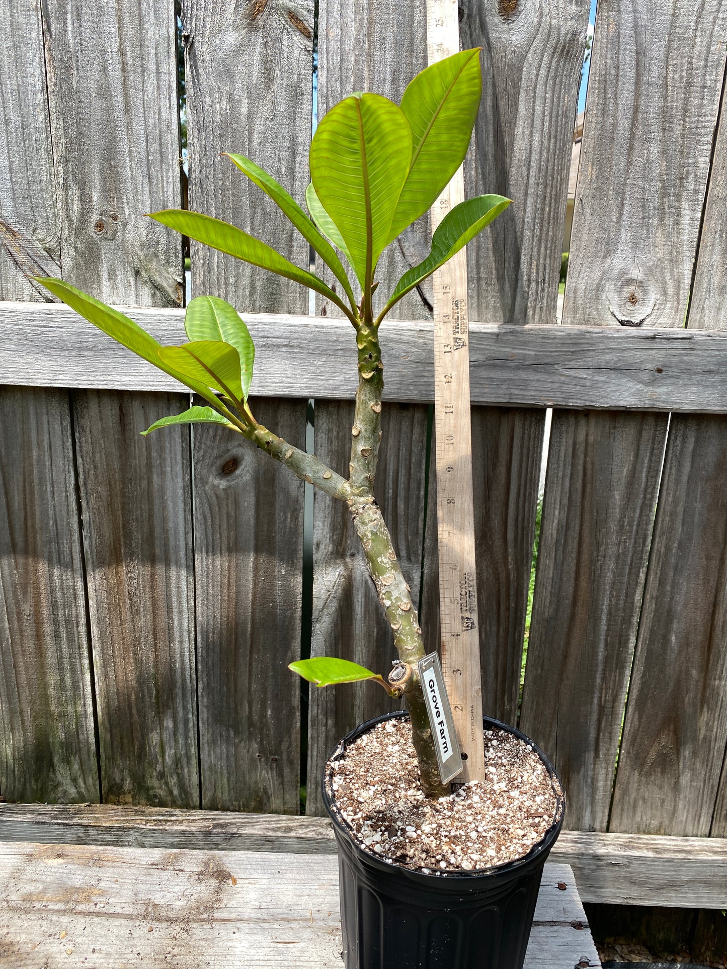 Grove Farm Plumeria Rooted cutting