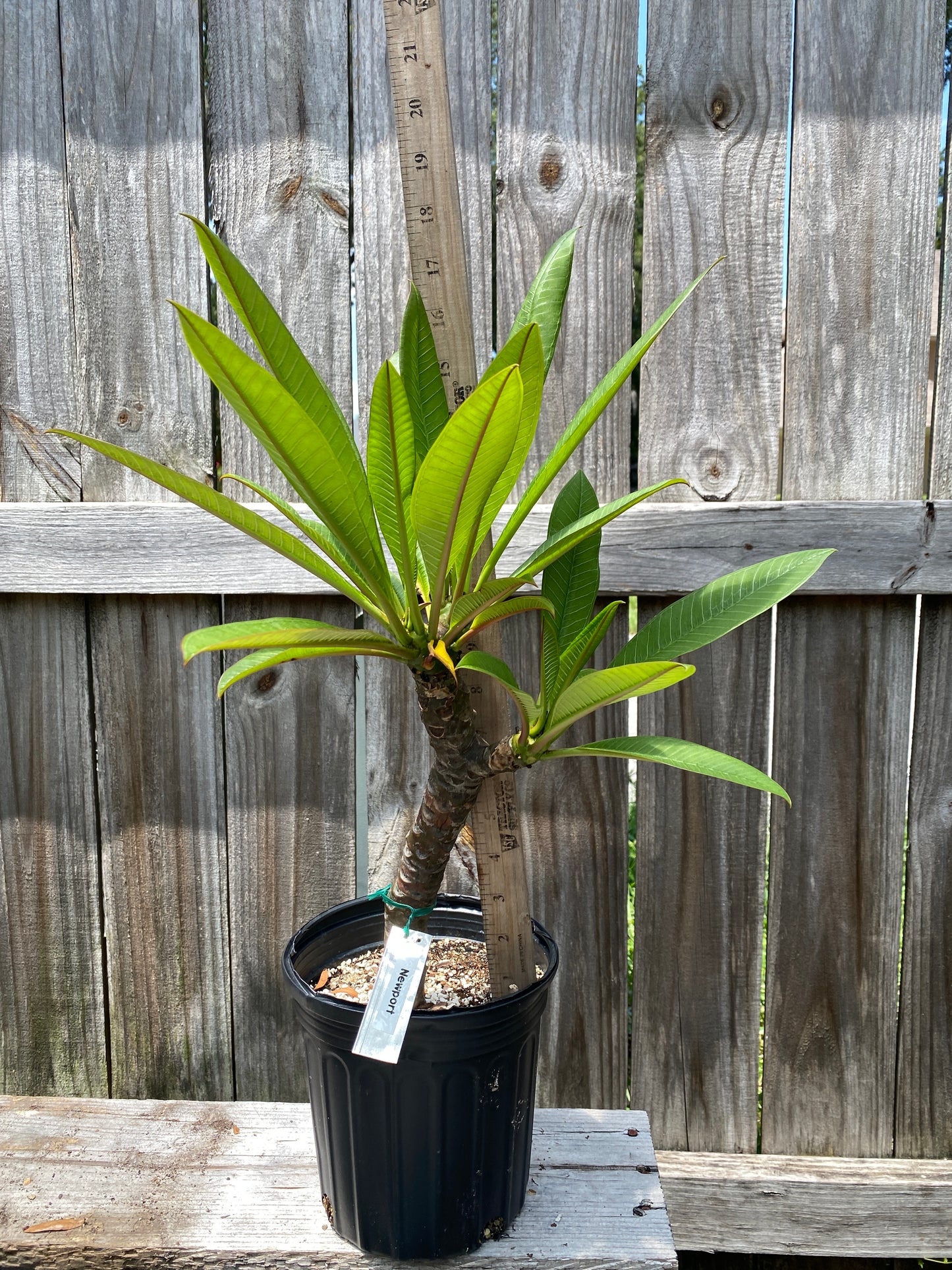 Newport Plumeria Rooted cutting