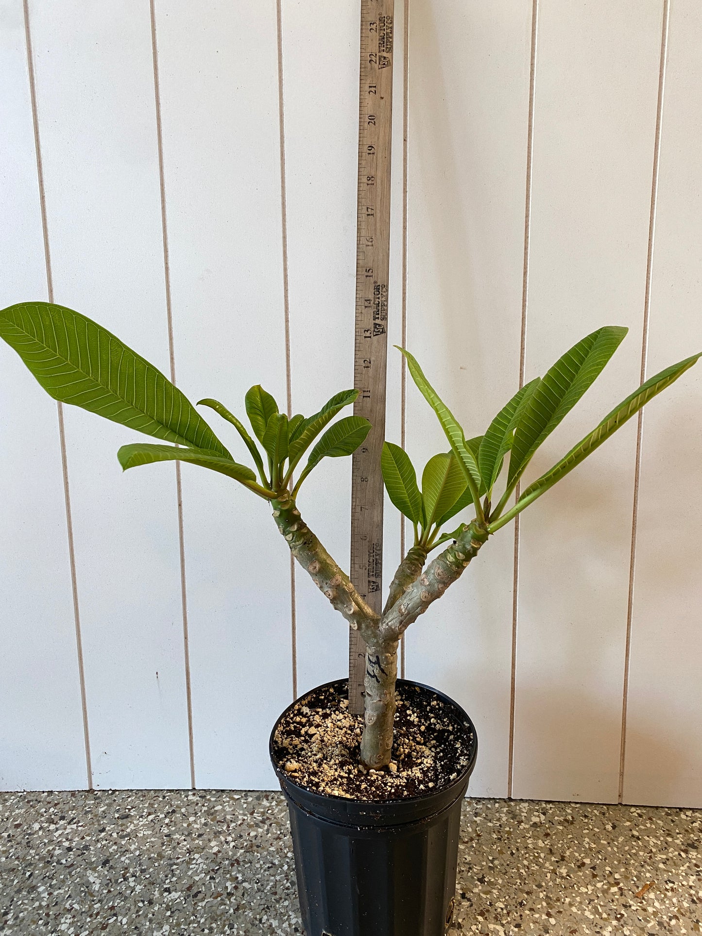 JJ Divine Plumeria rooted cutting (LOCAL)