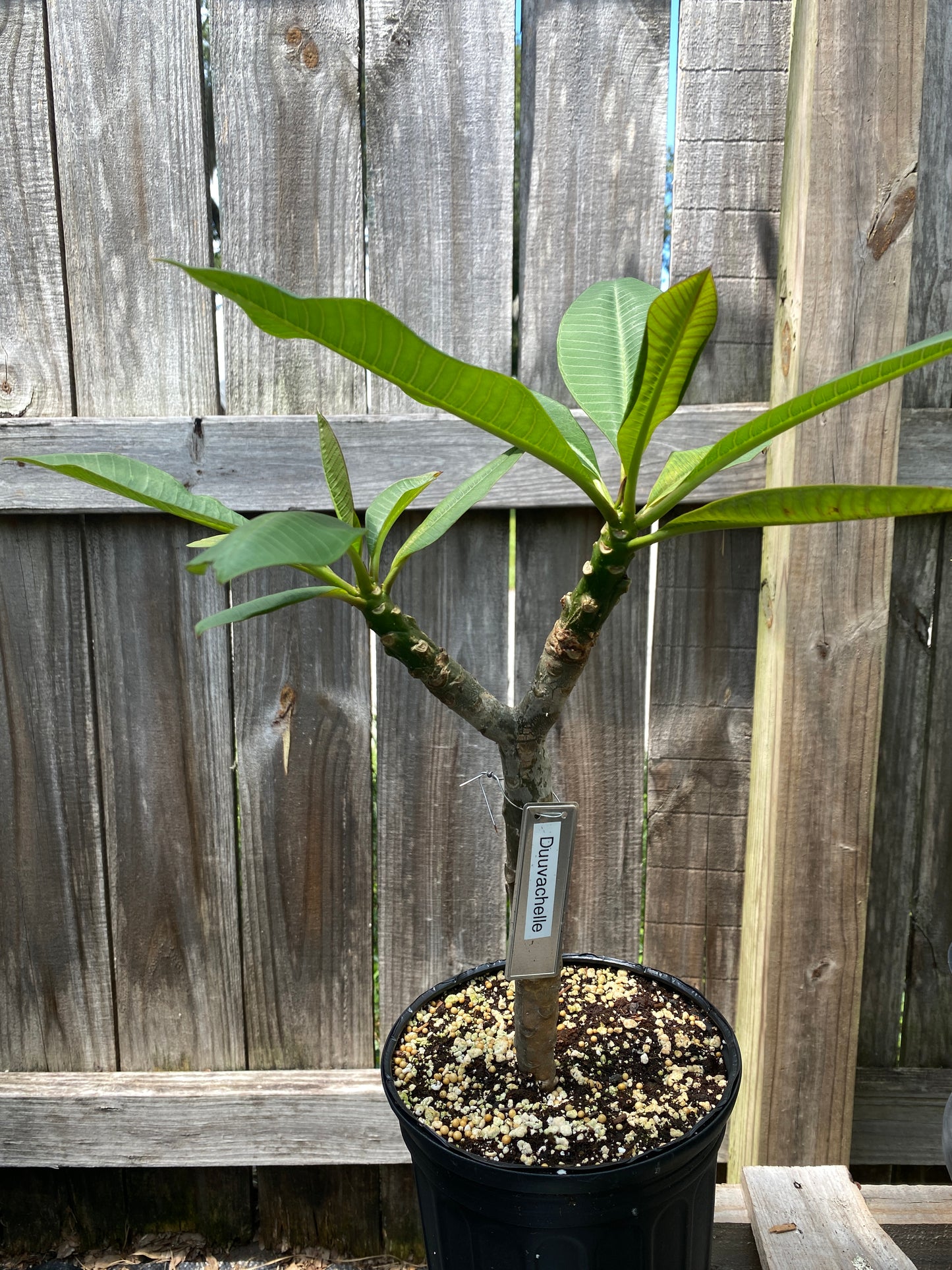 Duvauchelle Plumeria rooted cutting (LOCAL)