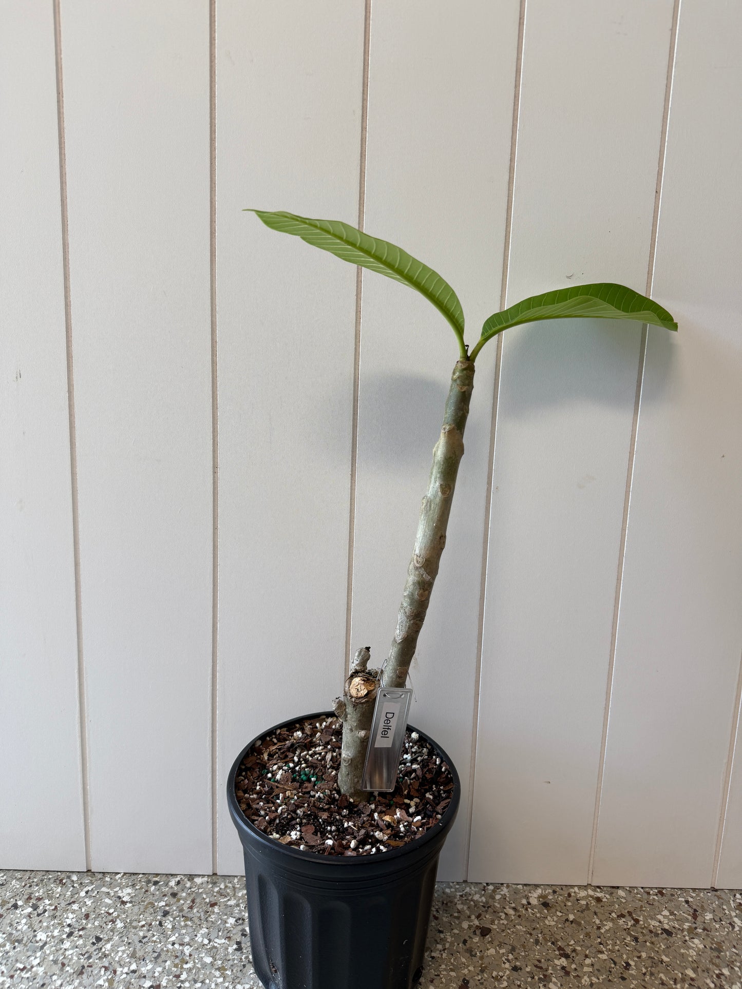 Defel Plumeria Rooted cutting