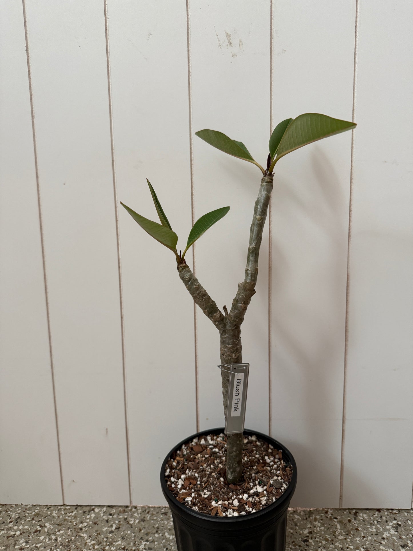 Blush Pink Plumeria Rooted cutting