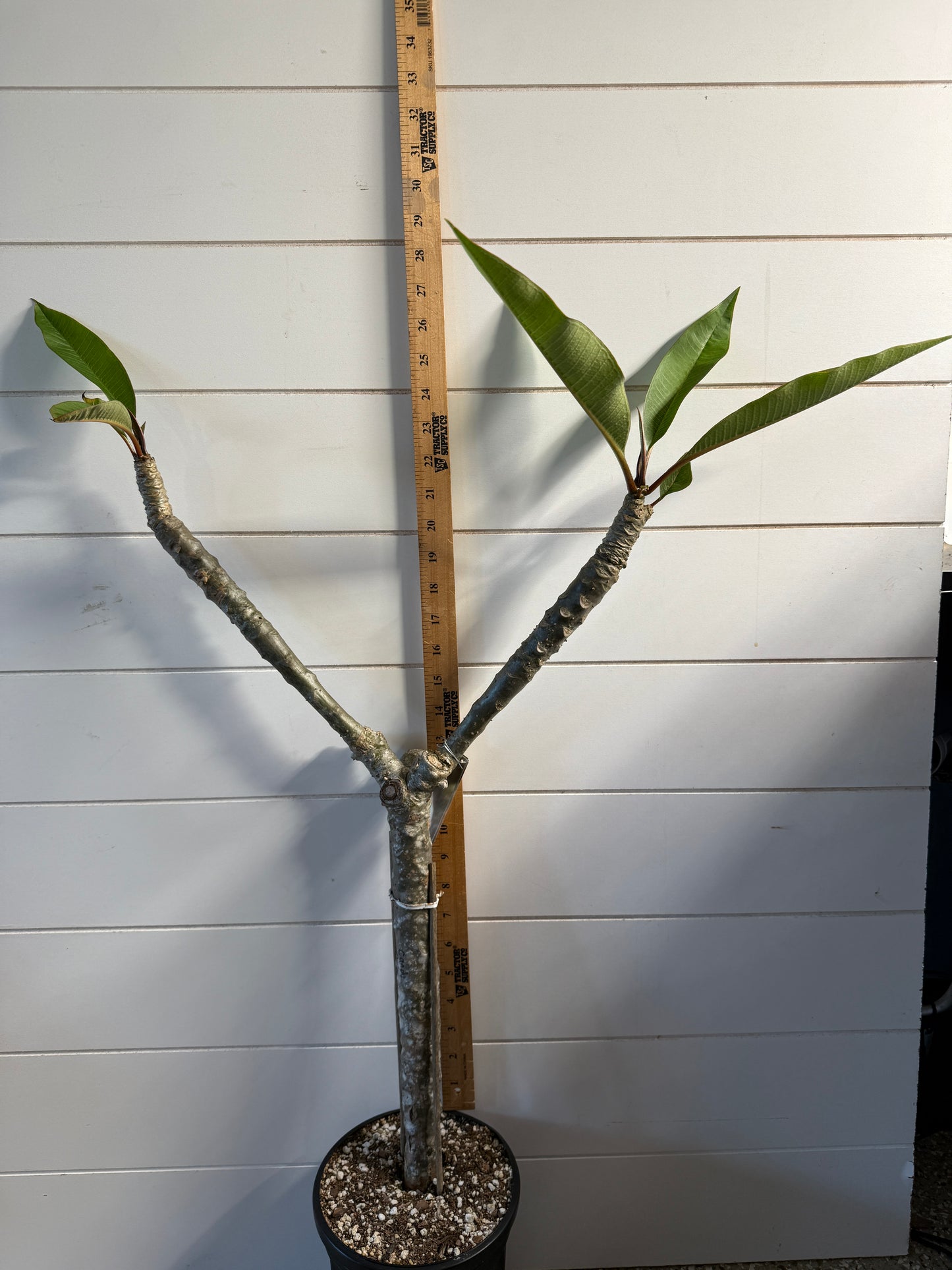 Candy Stripe Plumeria Rooted cutting (LOCAL)