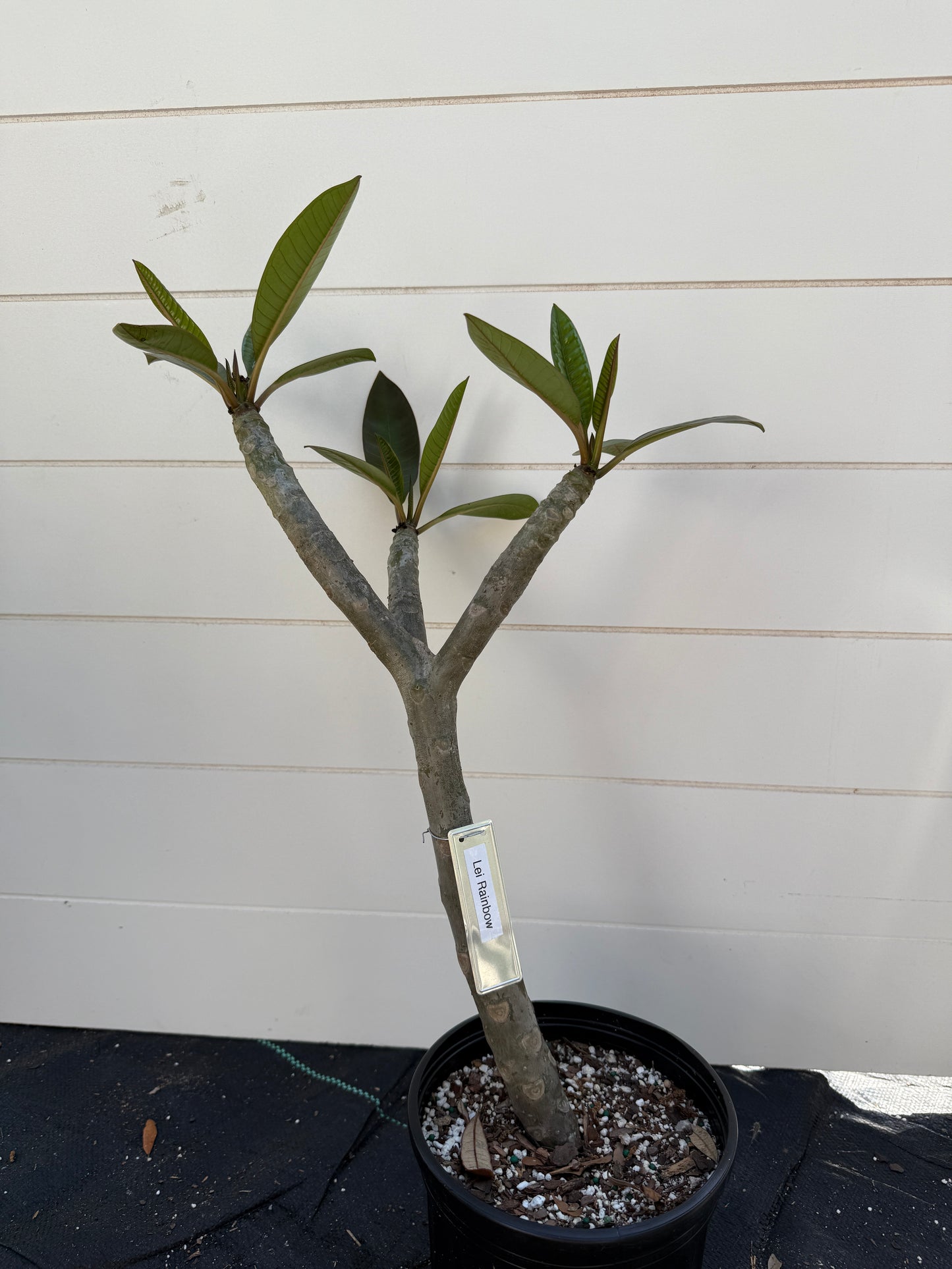 Lei Rainbow Plumeria Rooted cutting