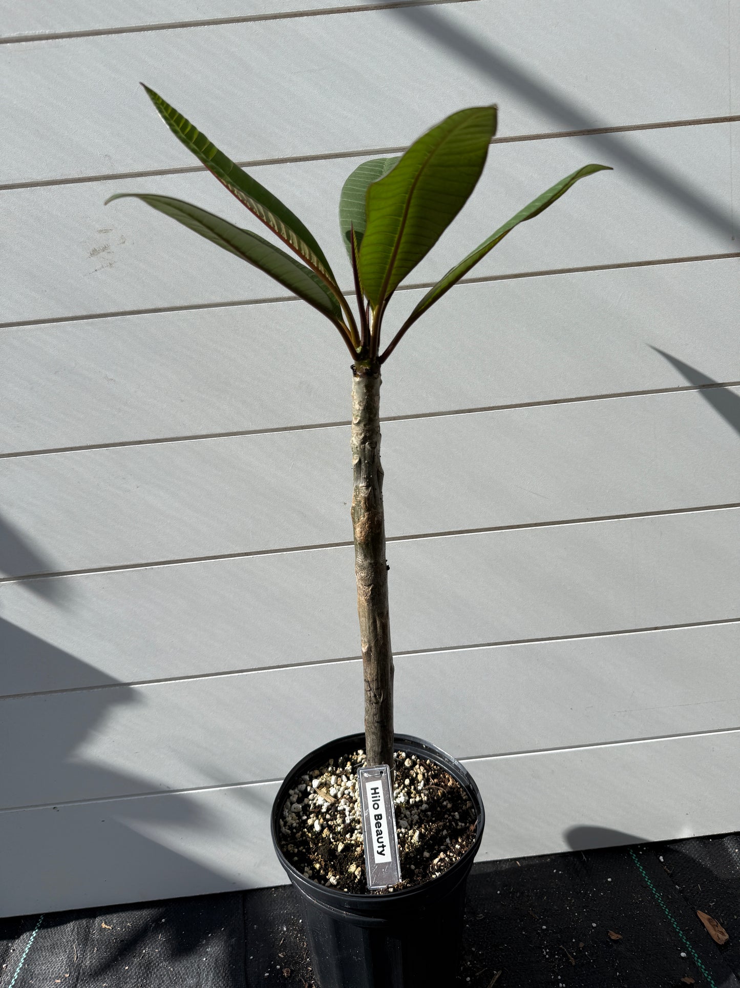 Hilo Beauty Plumeria Rooted cutting