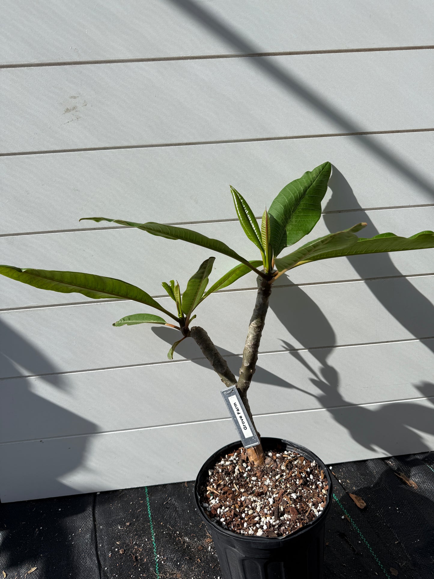 Grove Farm Plumeria Rooted cutting