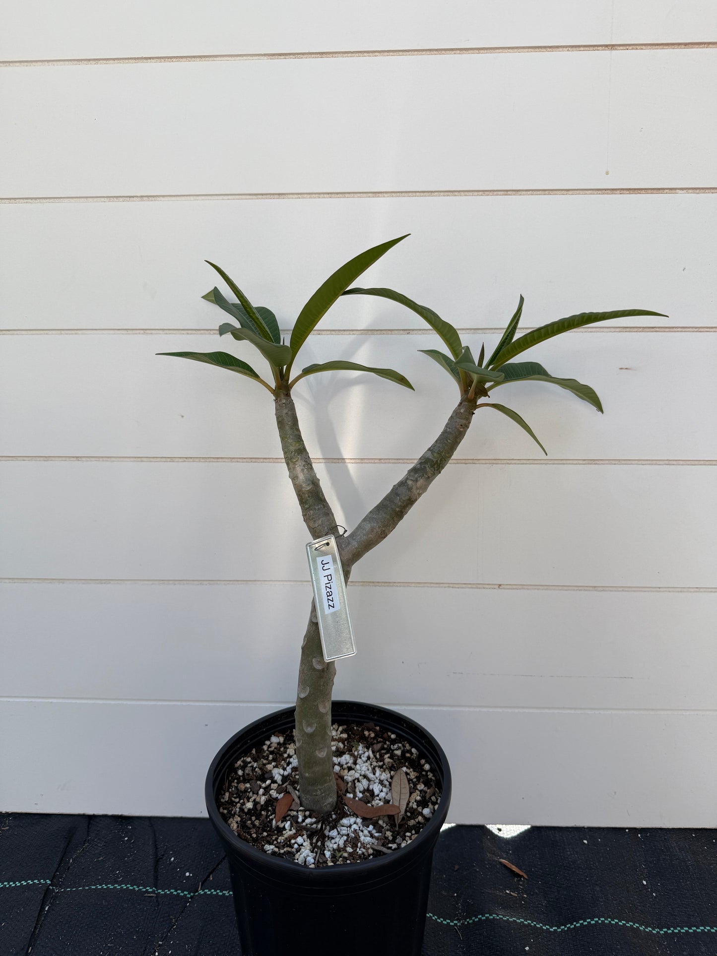 JJ Pizazz Plumeria Rooted cutting (LOCAL)