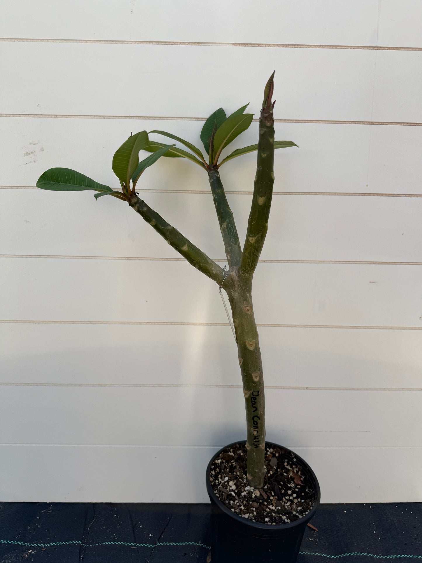 Dean Conklin Plumeria Rooted cutting (Local)