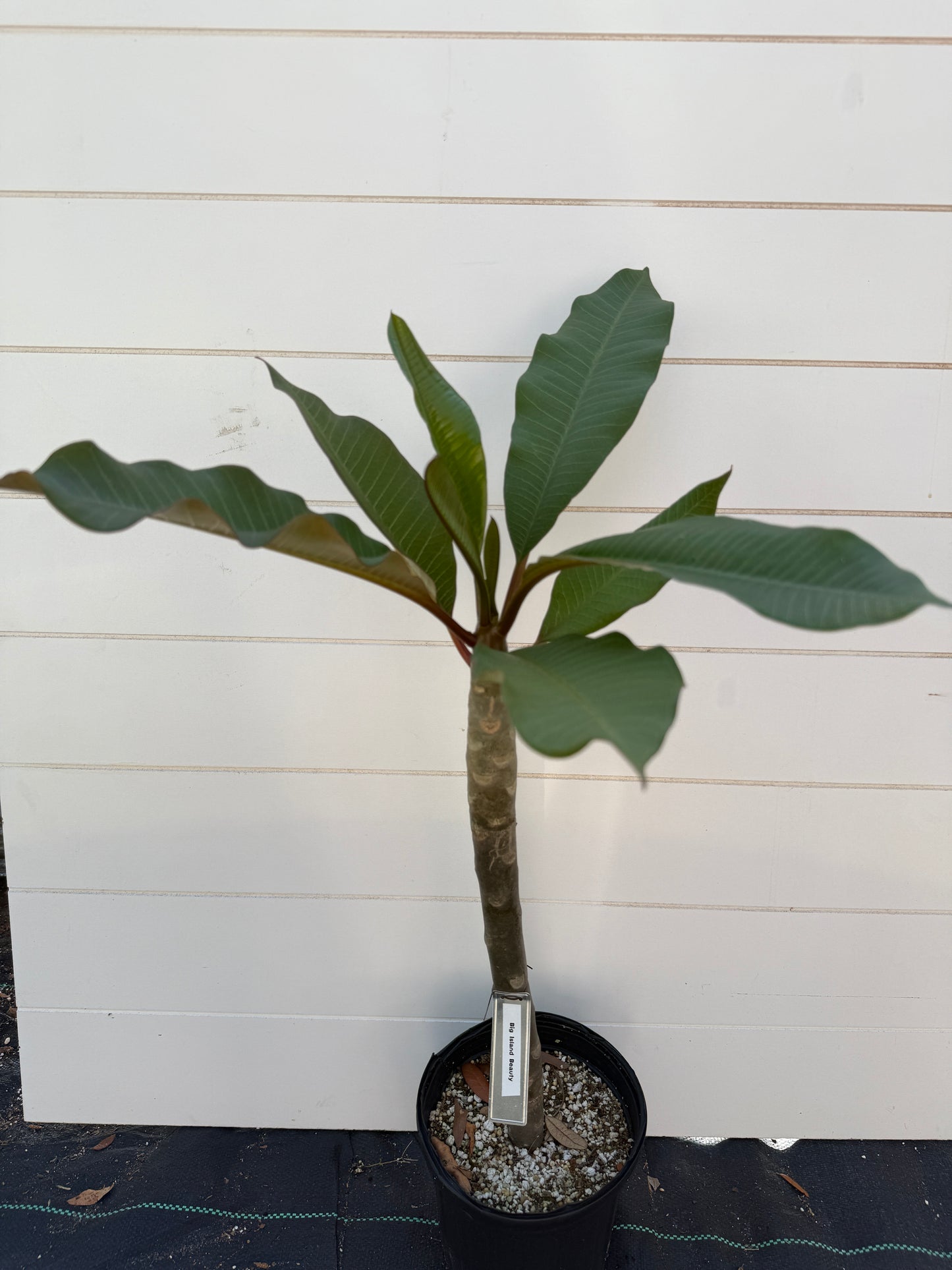 Big Island Beauty Plumeria rooted cutting