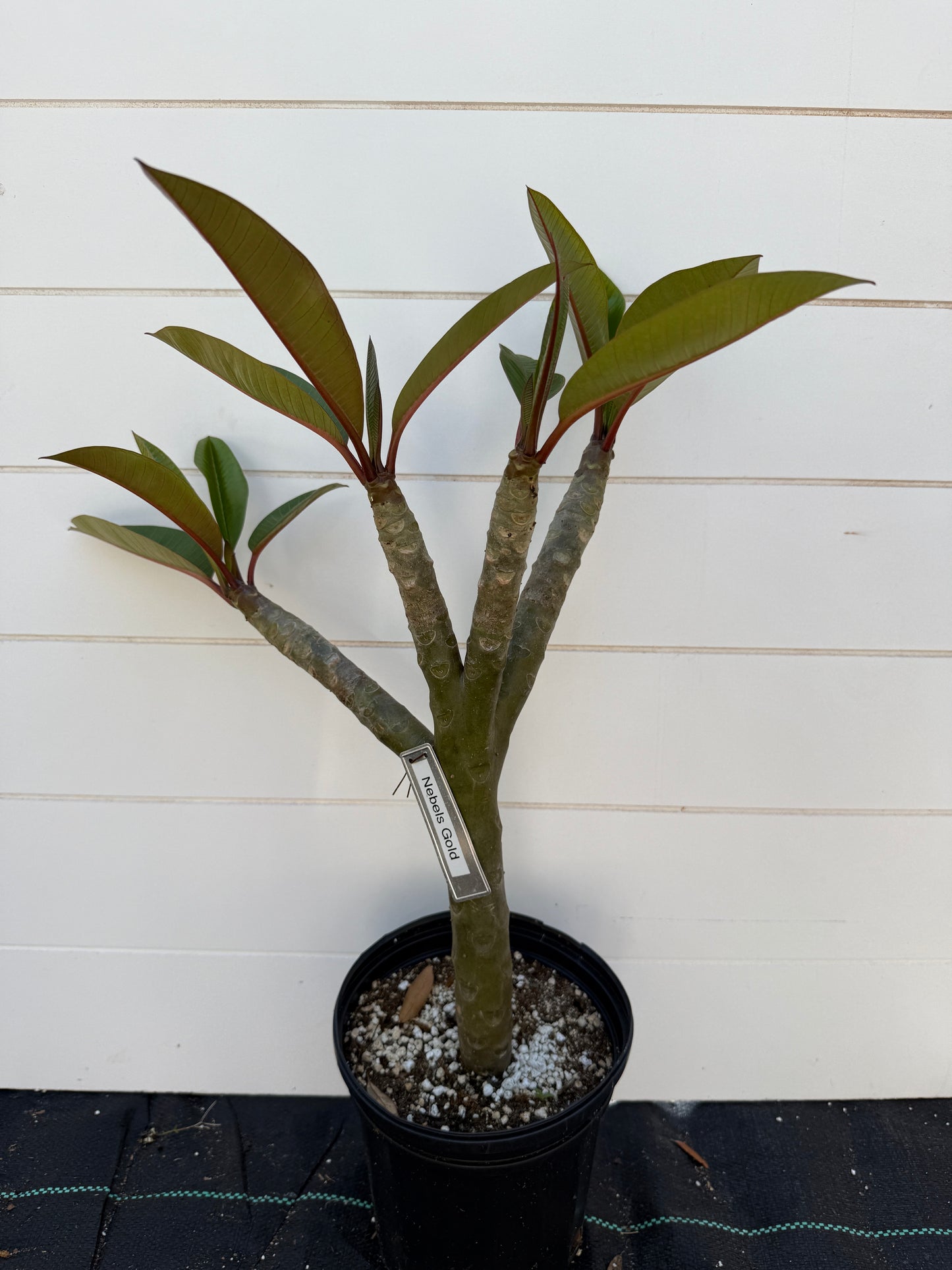 Nebels Gold Plumeria Rooted cutting (LOCAL)