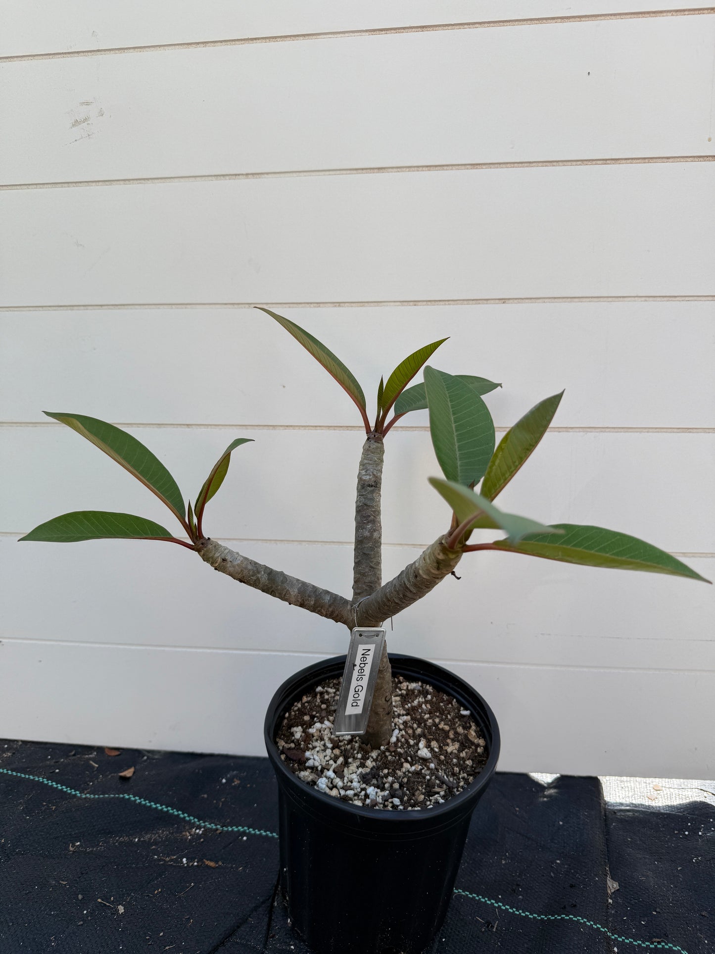 Nebels Gold Plumeria Rooted cutting (LOCAL)