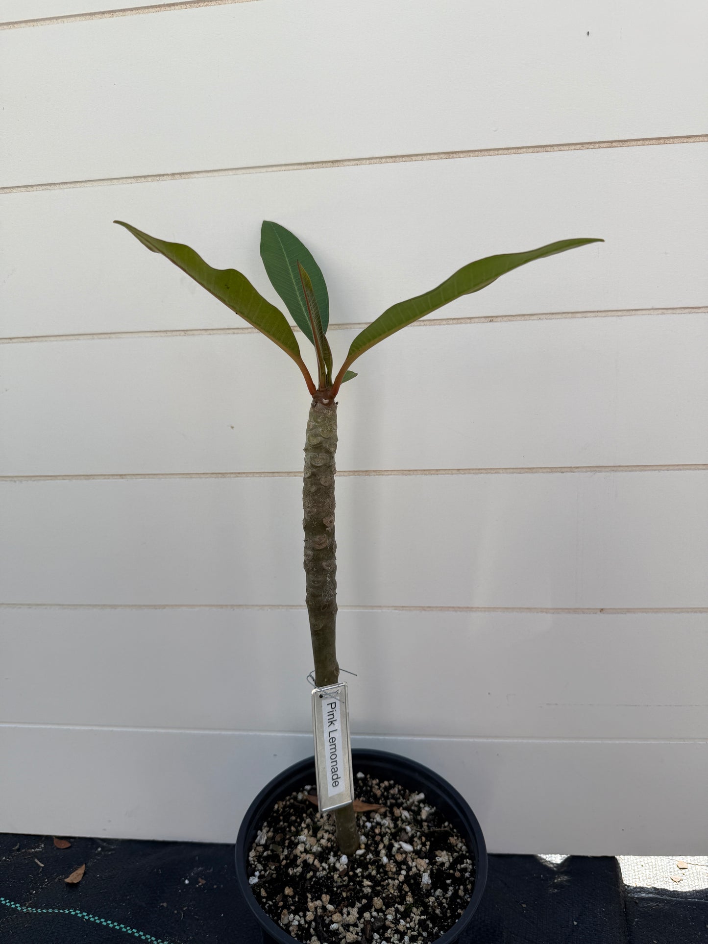 Pink Lemonade Plumeria Rooted cutting