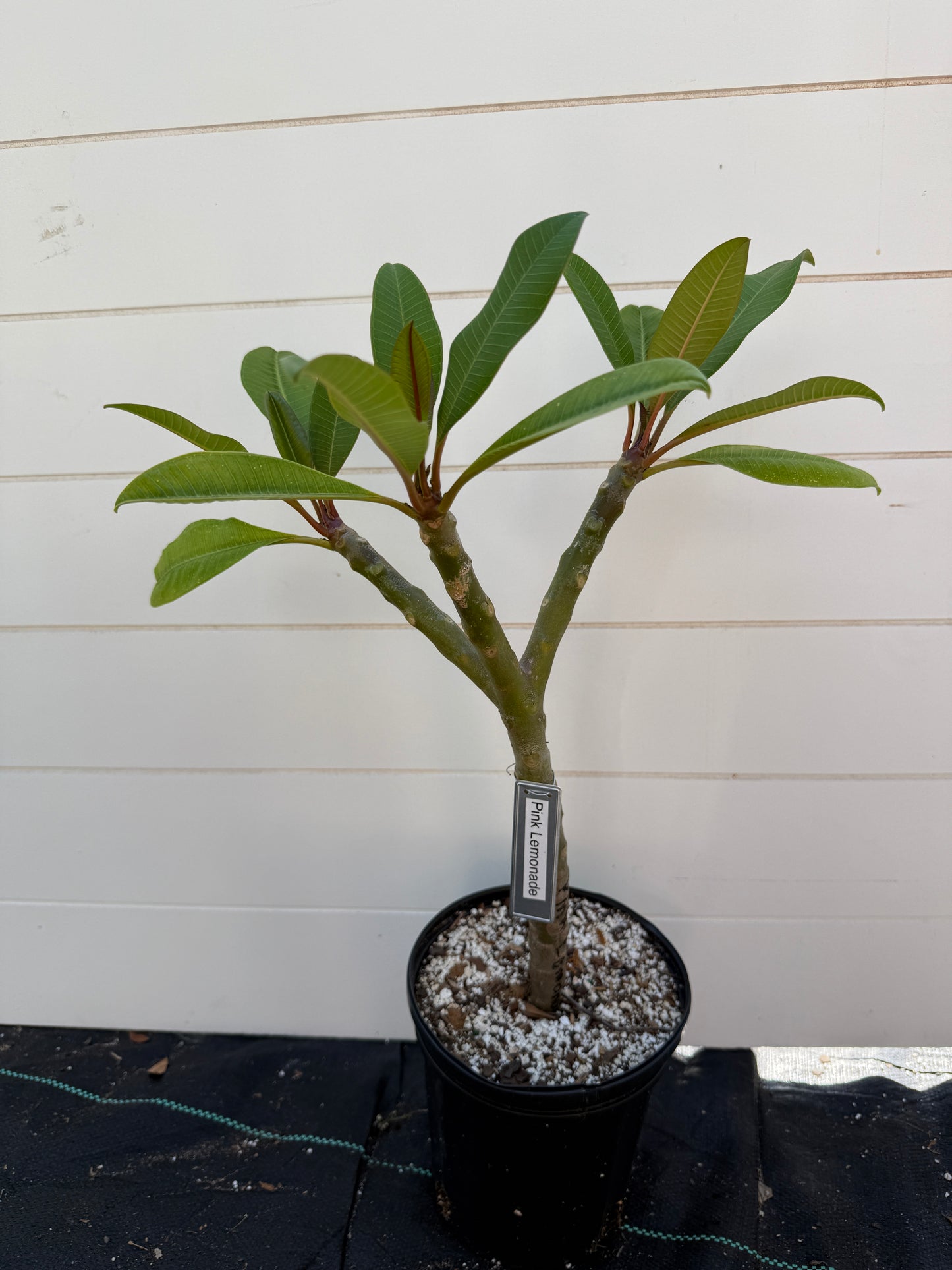 Pink Lemonade Plumeria Rooted cutting