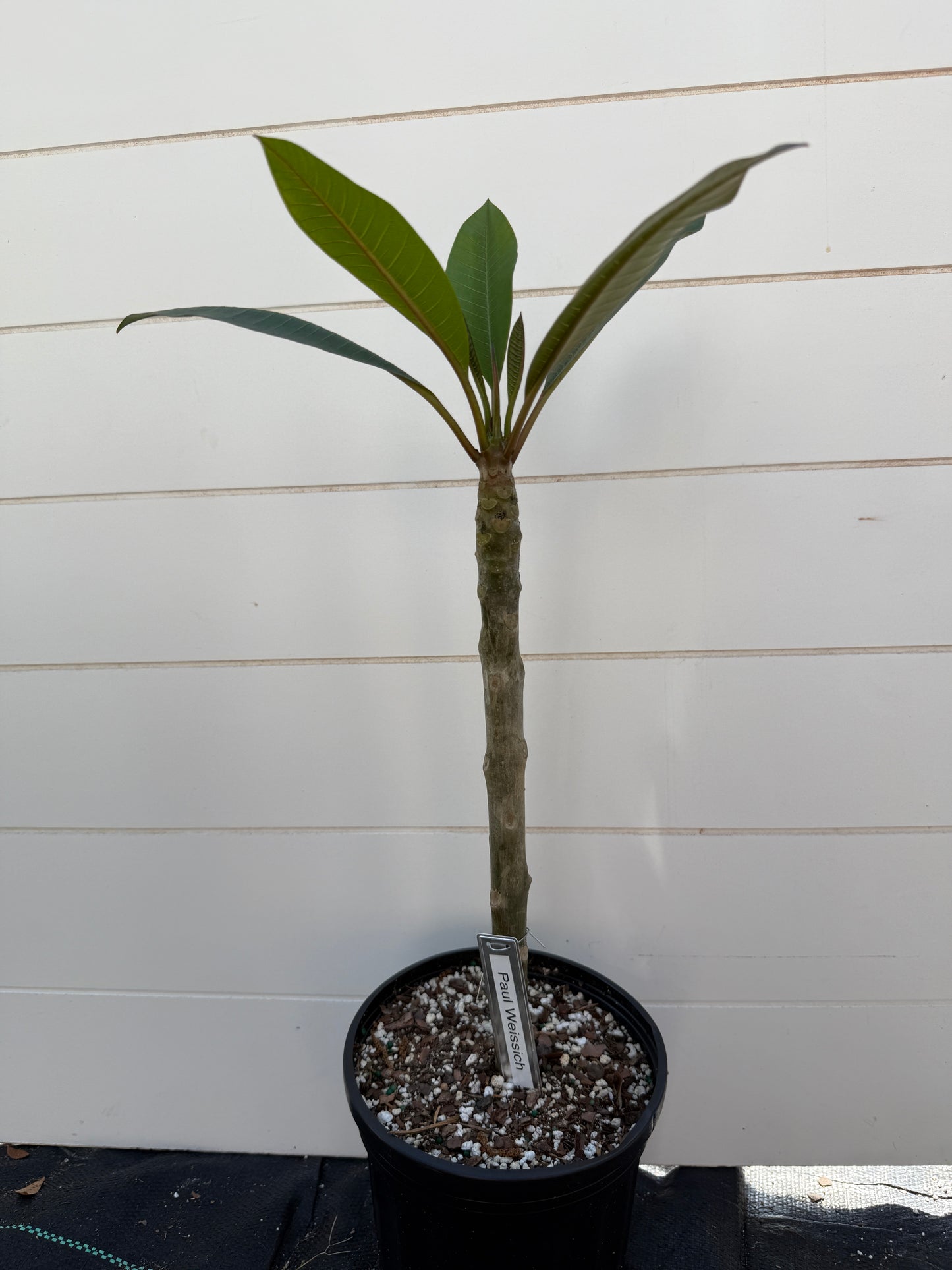 Paul Weissich Plumeria Rooted cutting