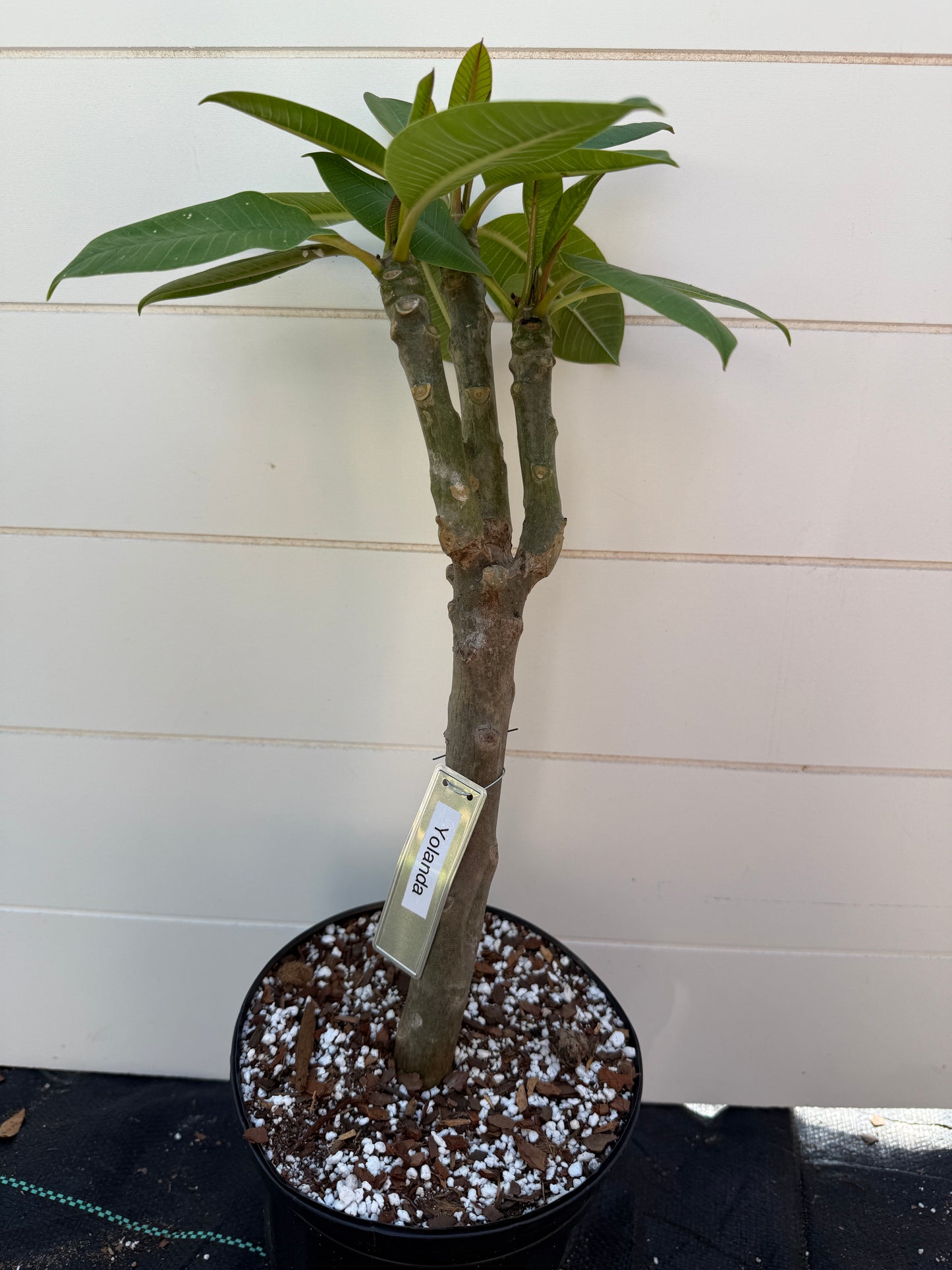Yolanda Plumeria Rooted cutting
