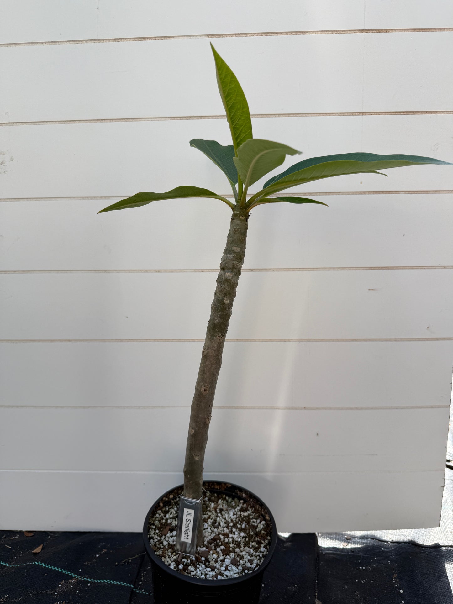JL Starlight Plumeria Rooted cutting