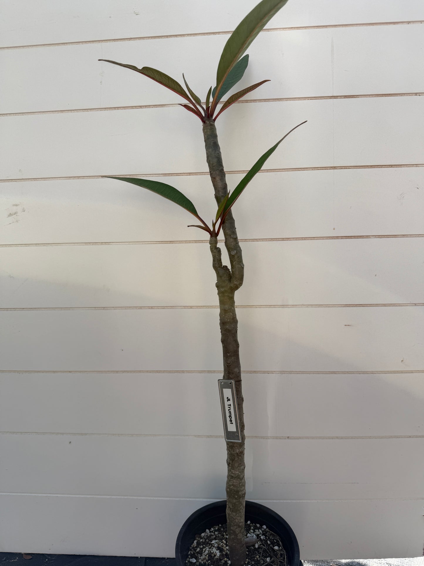 JL Trumpet Plumeria Rooted cutting (LOCAL)