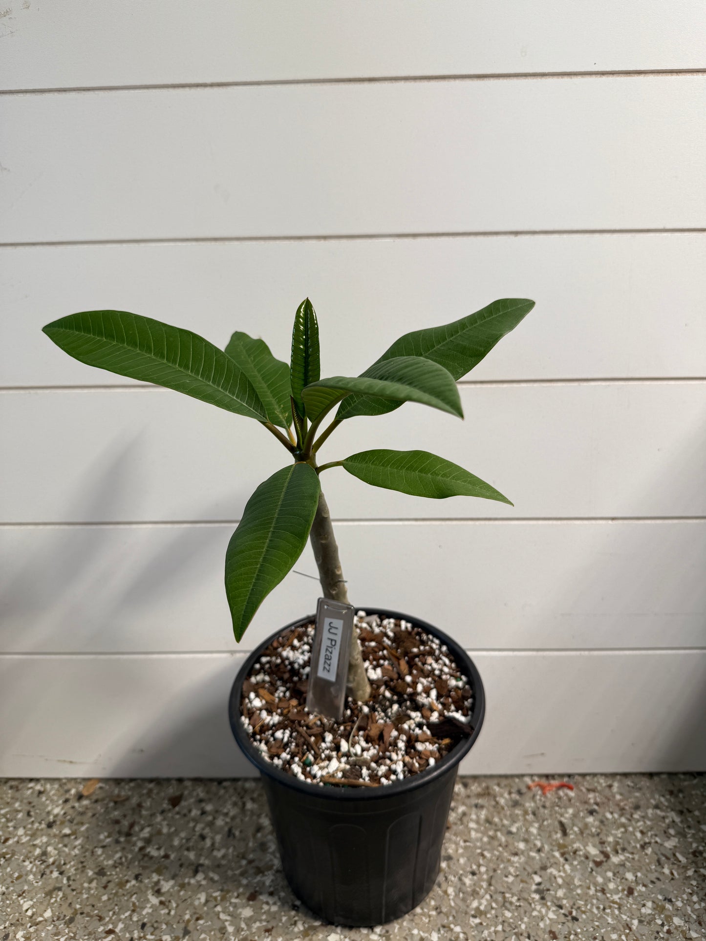 JJ Pizazz Plumeria Rooted cutting