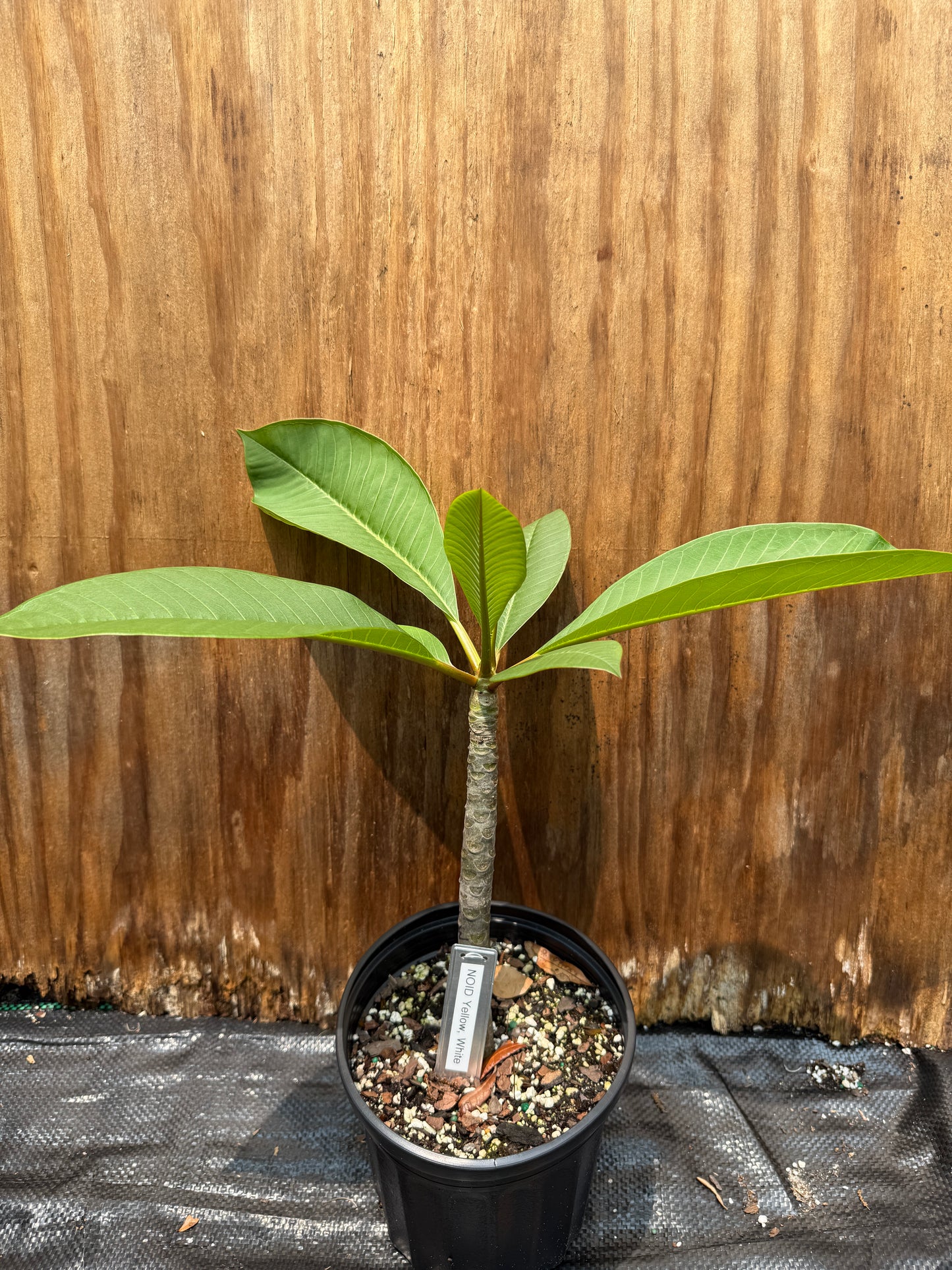 Hawaiian (NOID) Plumeria Rooted Cuttings