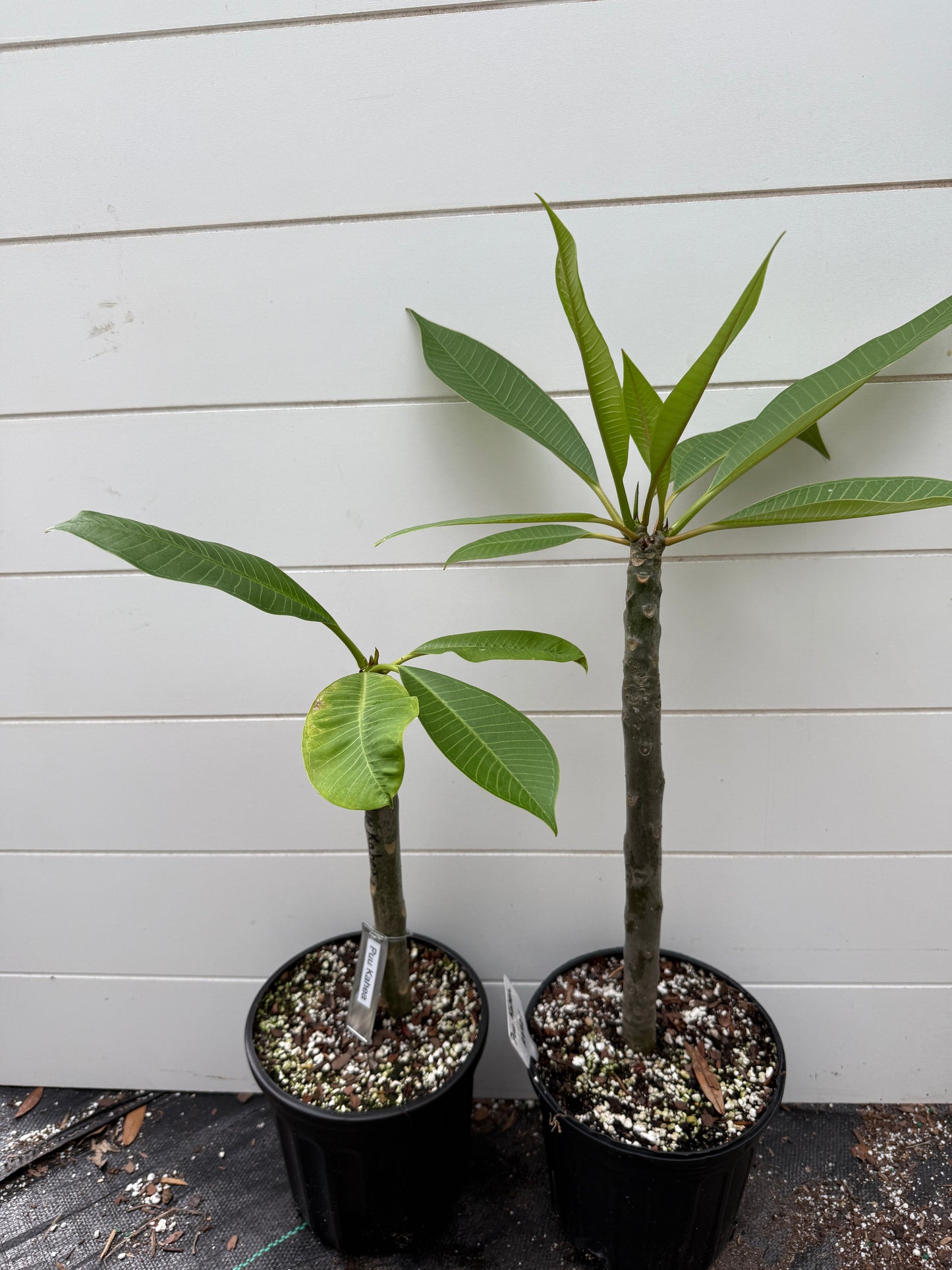 Puu Kahea Plumeria Rooted cutting
