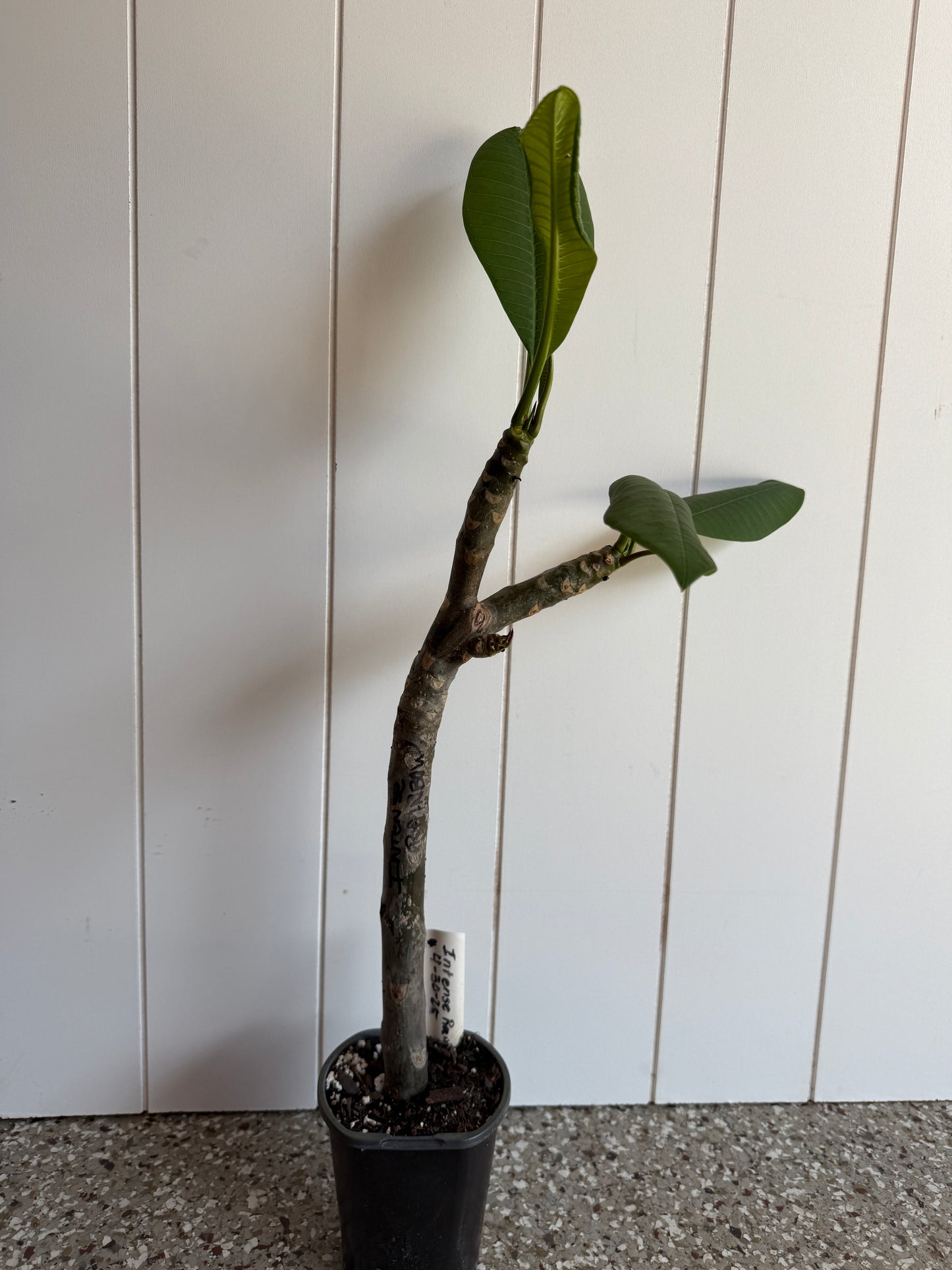 Intense Rainbow Plumeria Rooted cutting